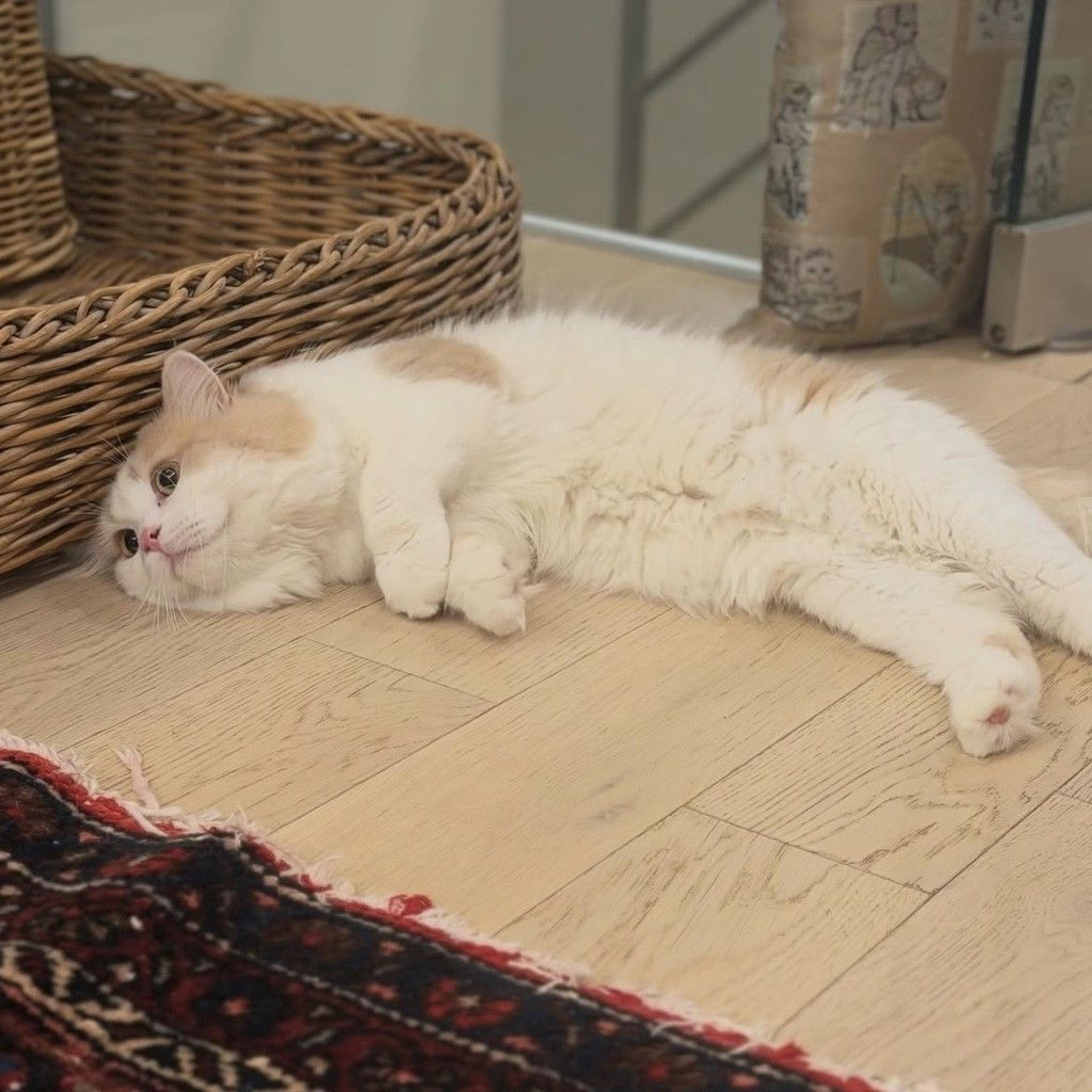 pet-image-6