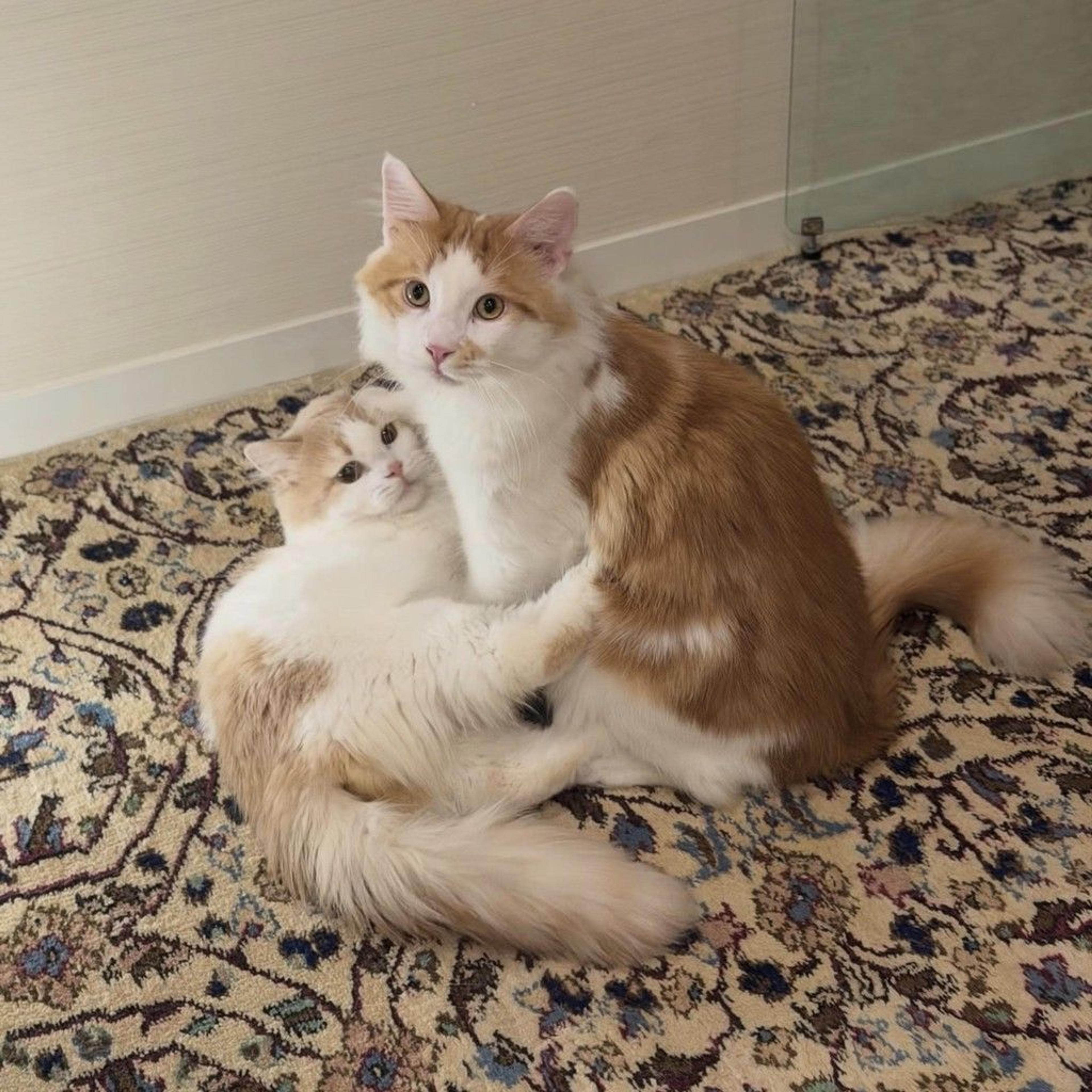 pet-image-7