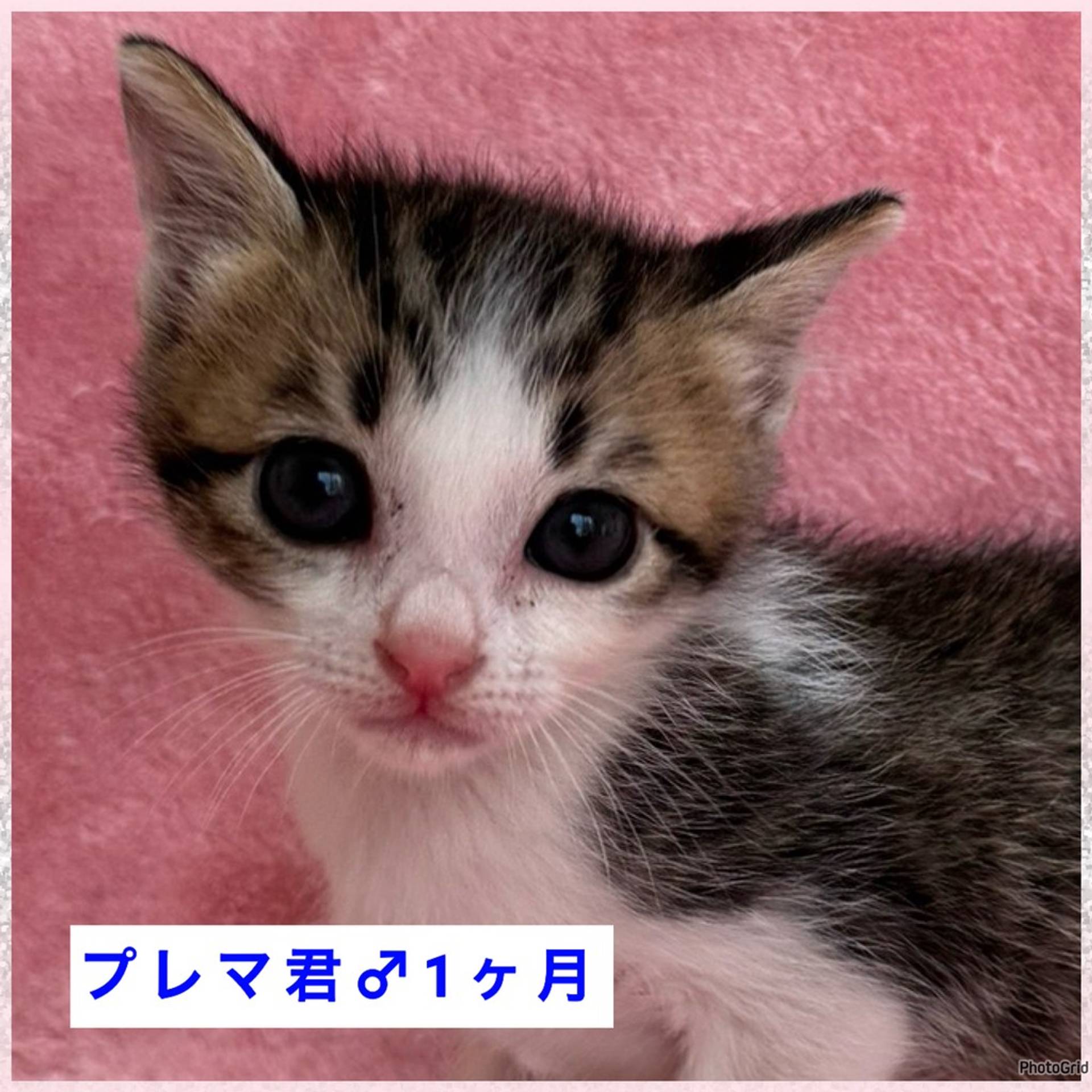 雑種（ミックス猫）・オスの里親募集の写真