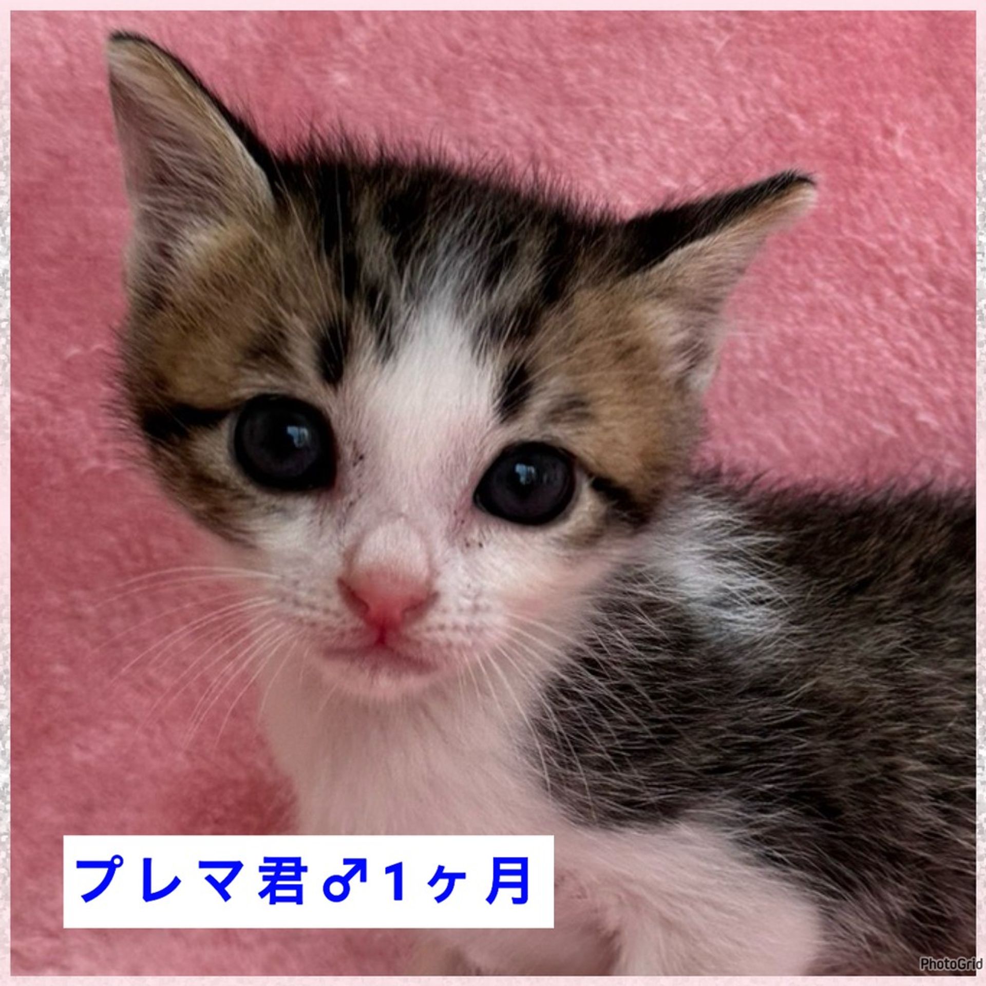 雑種（ミックス猫）・オスの里親募集の写真