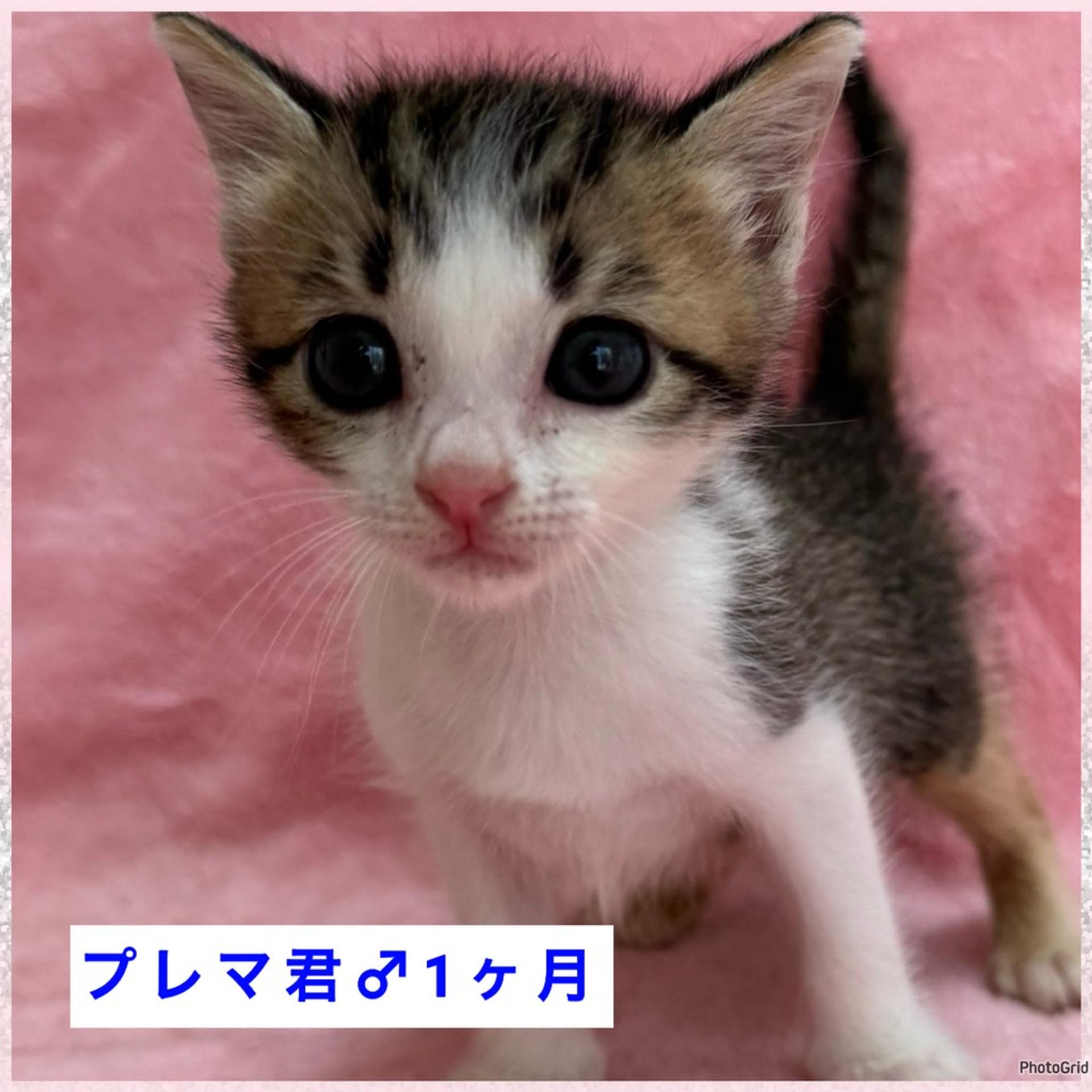 pet-image-2