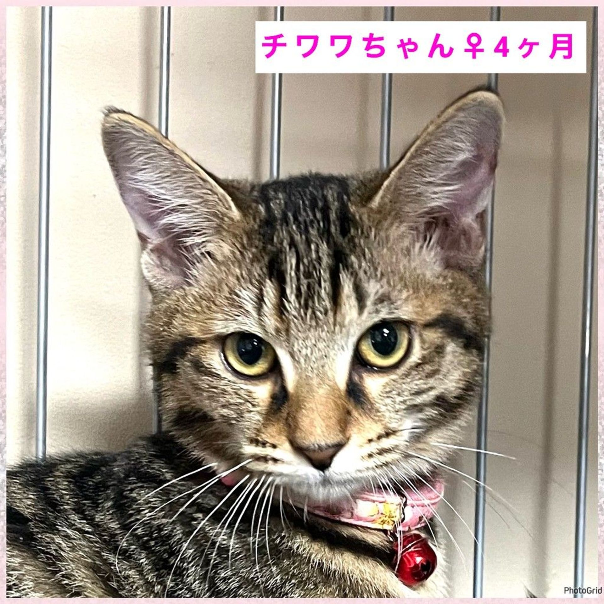 雑種（ミックス猫）・メスの里親募集の写真