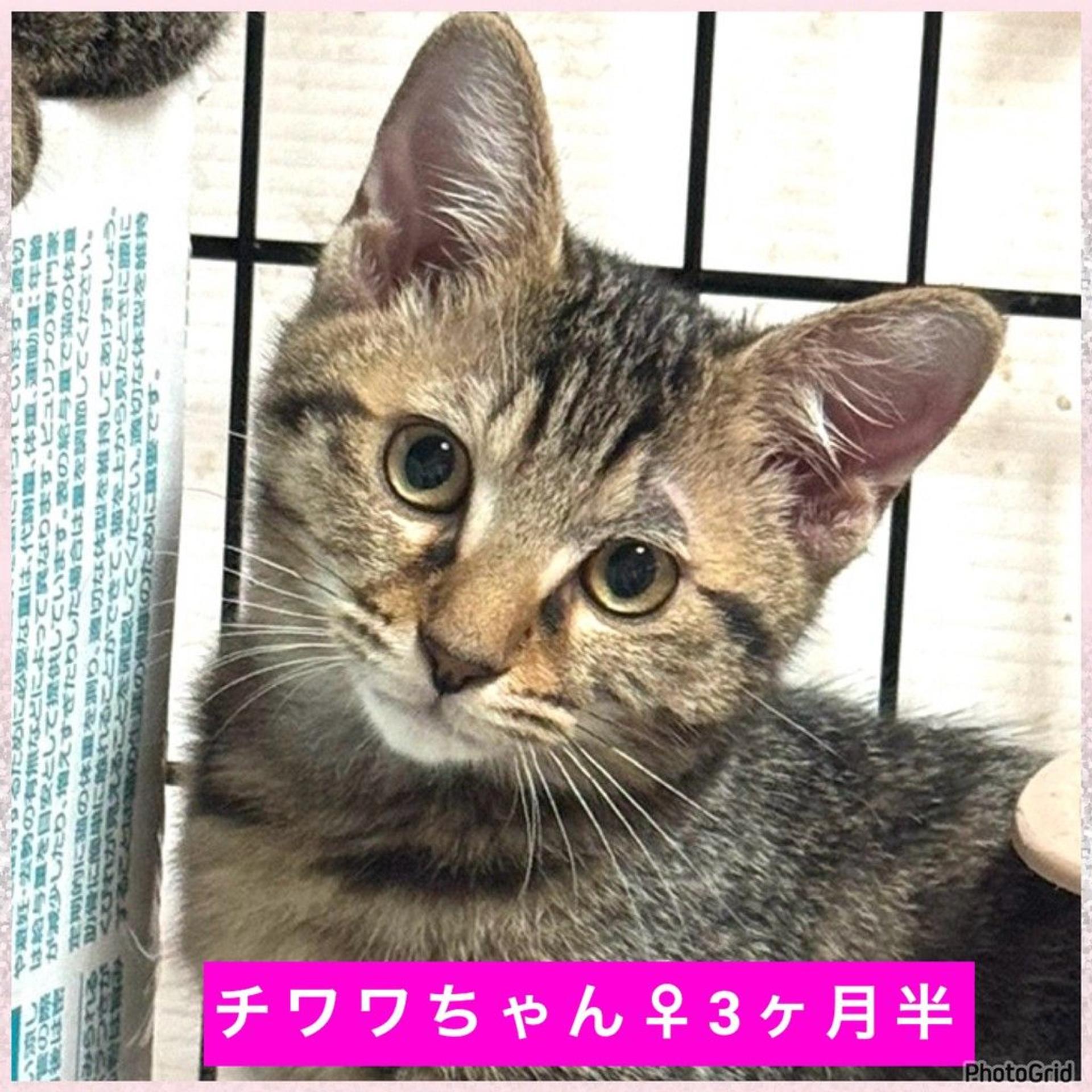 pet-image-2