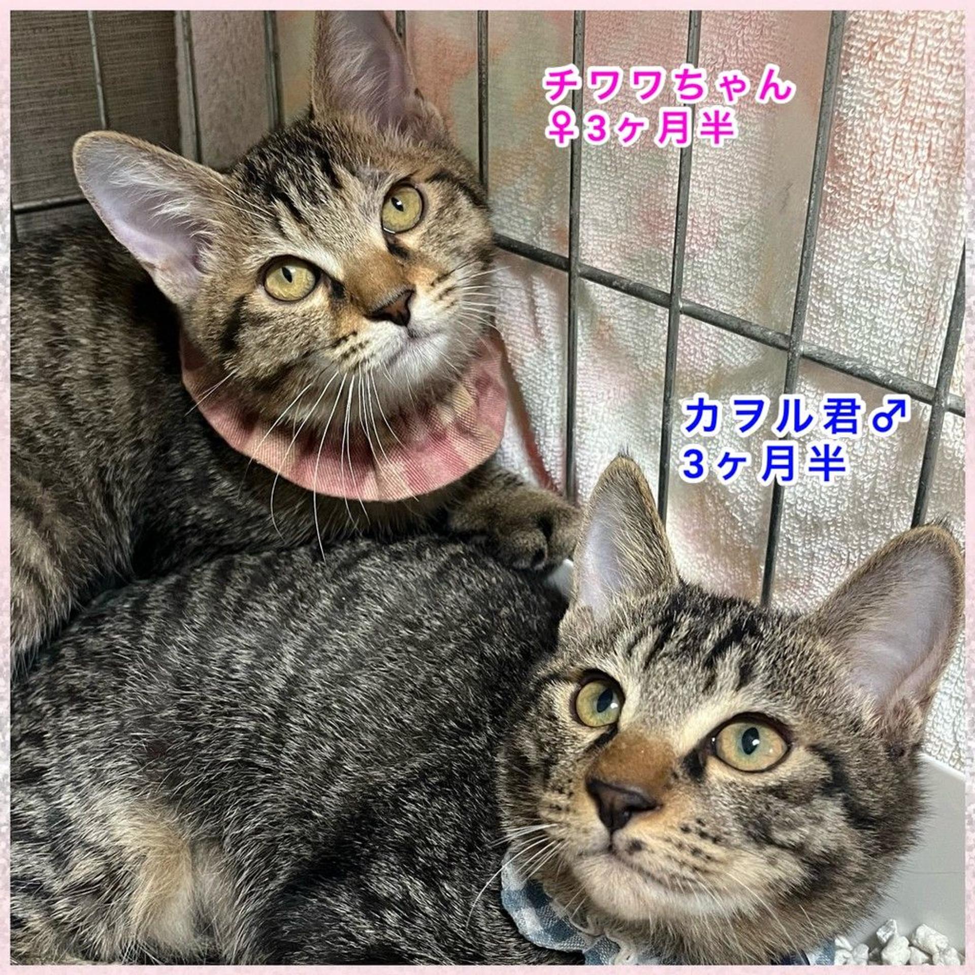 pet-image-4