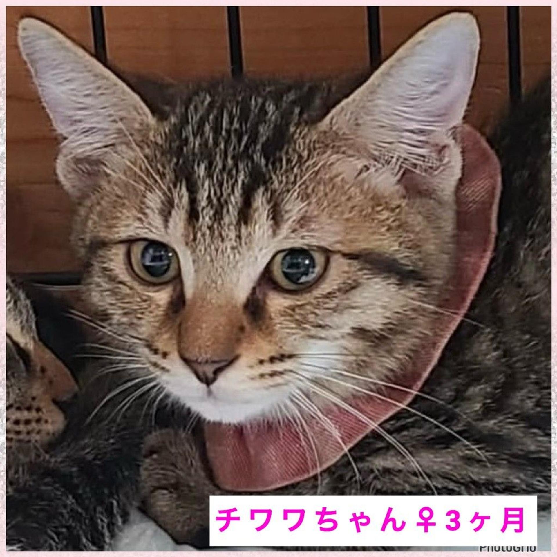 pet-image-5