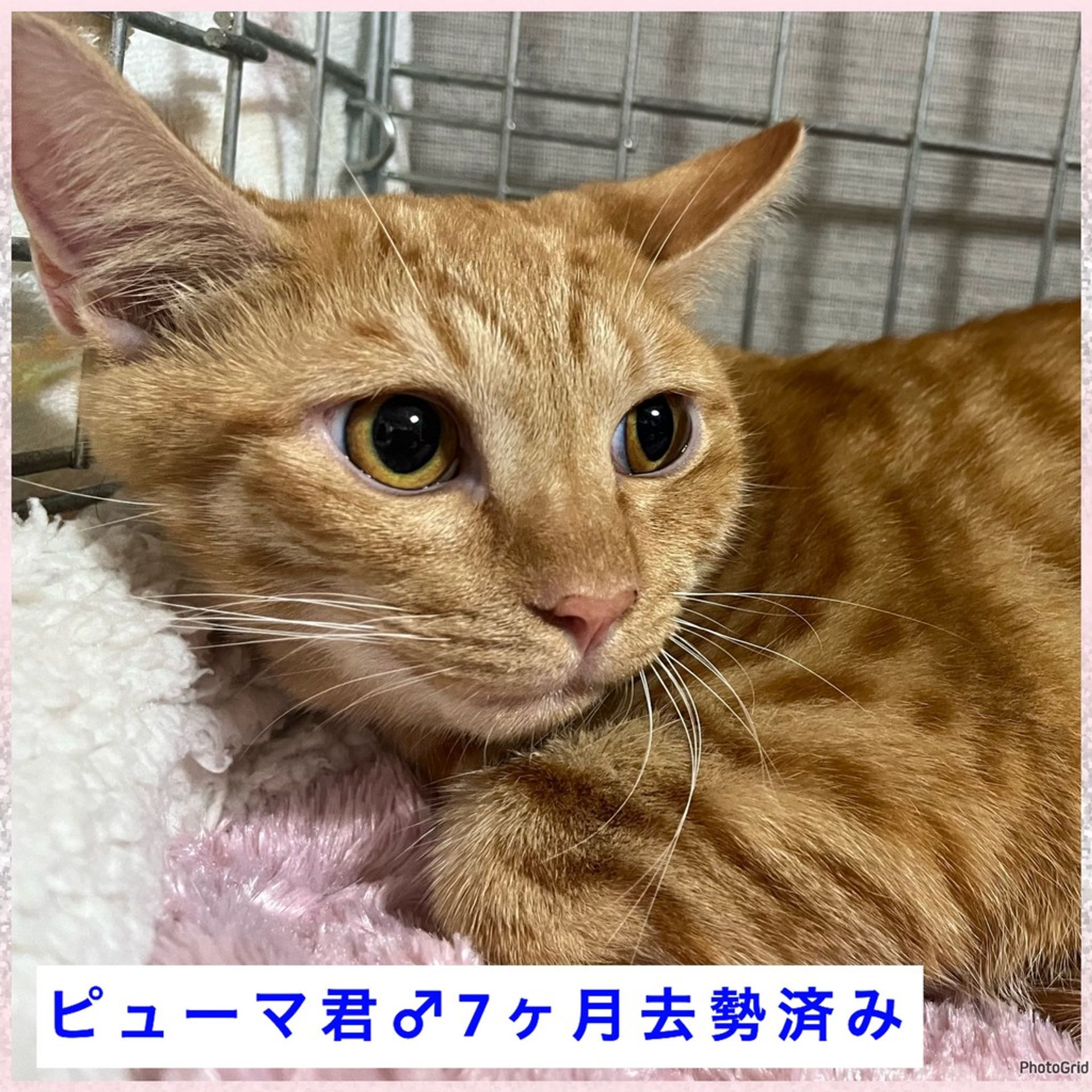 雑種（ミックス猫）・オスの里親募集の写真
