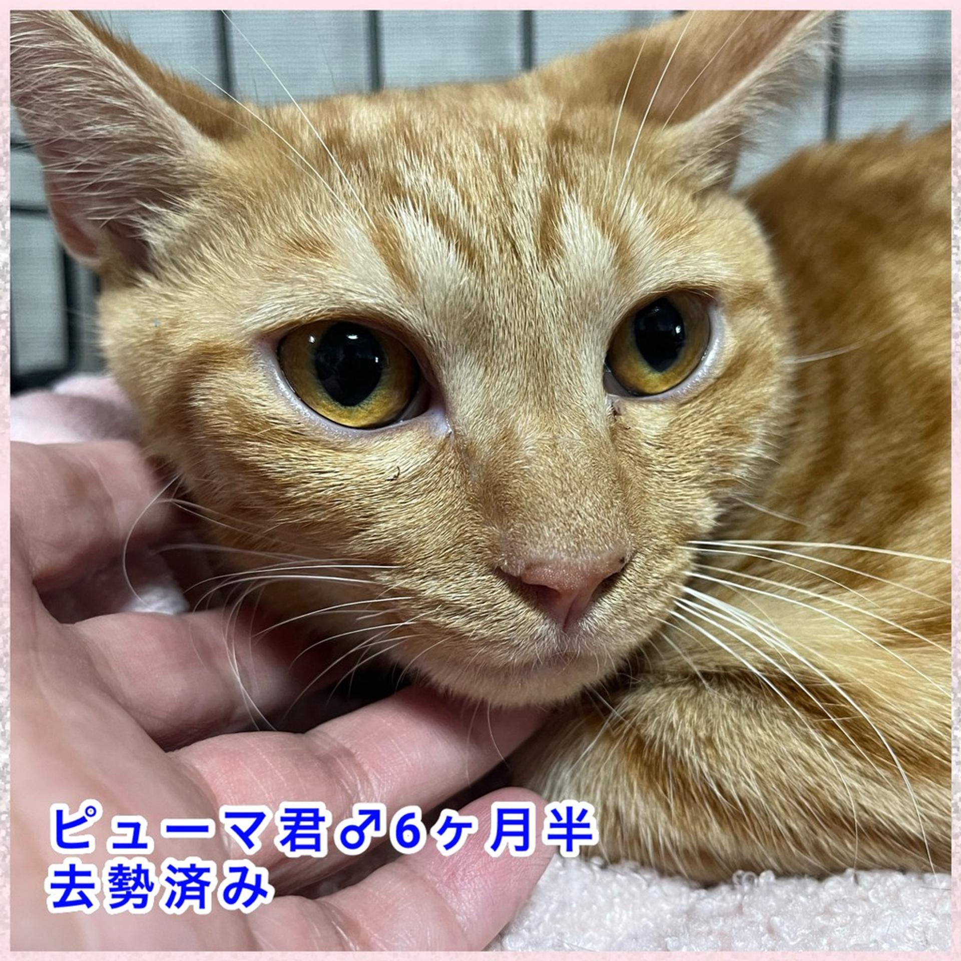 pet-image-3