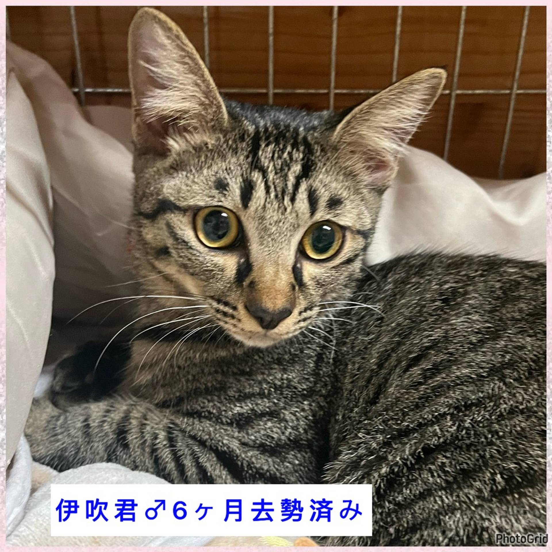 雑種（ミックス猫）・オスの里親募集の写真