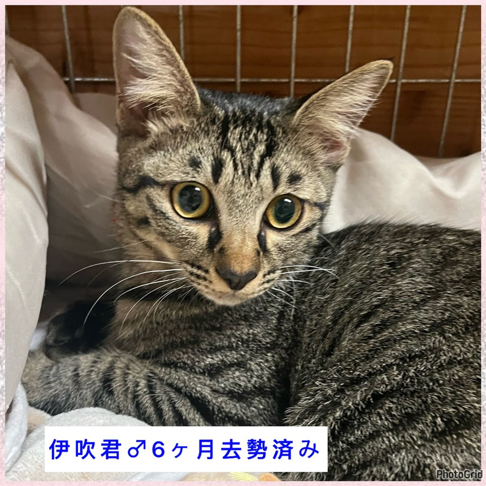 雑種（ミックス猫）・オスの里親募集の写真