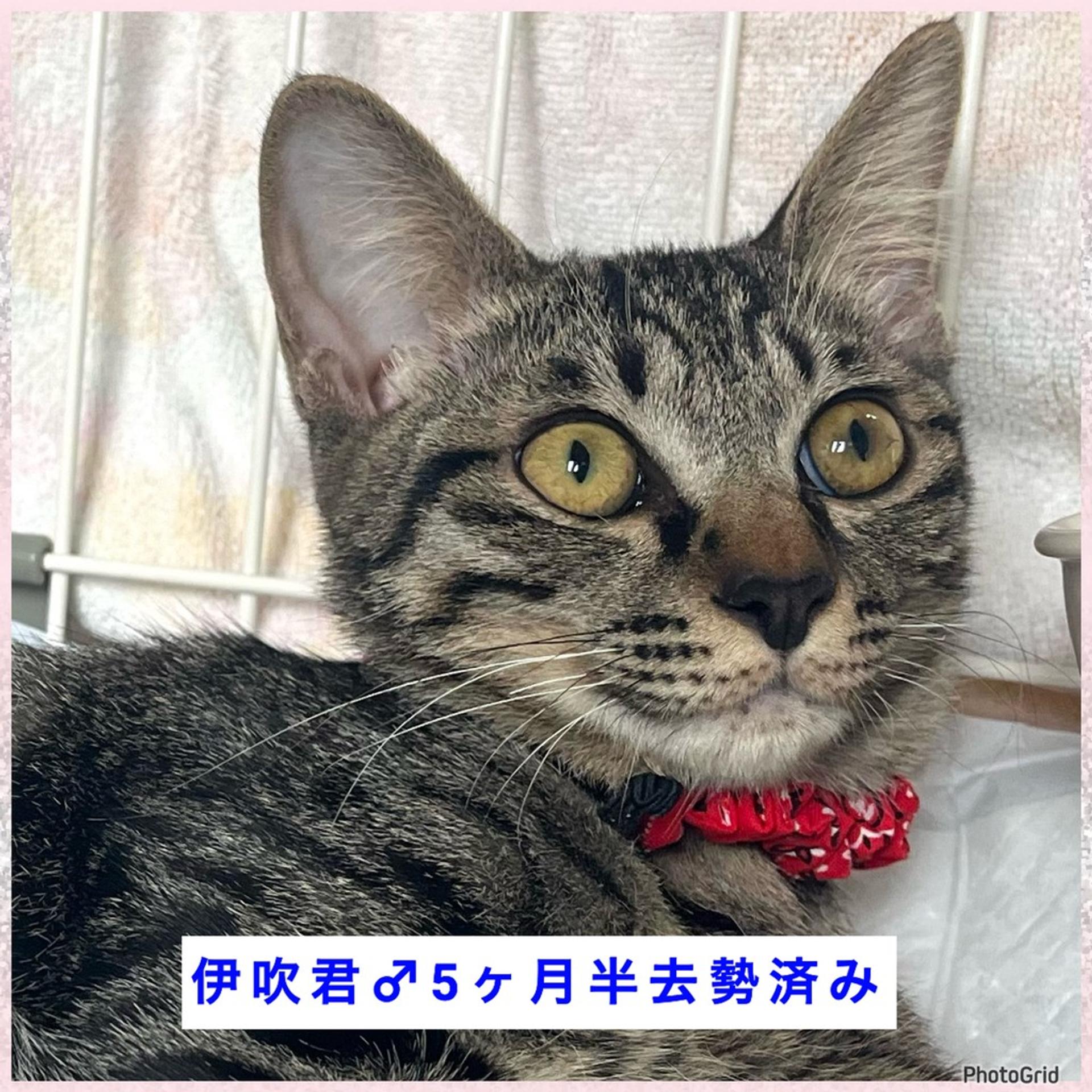 pet-image-3