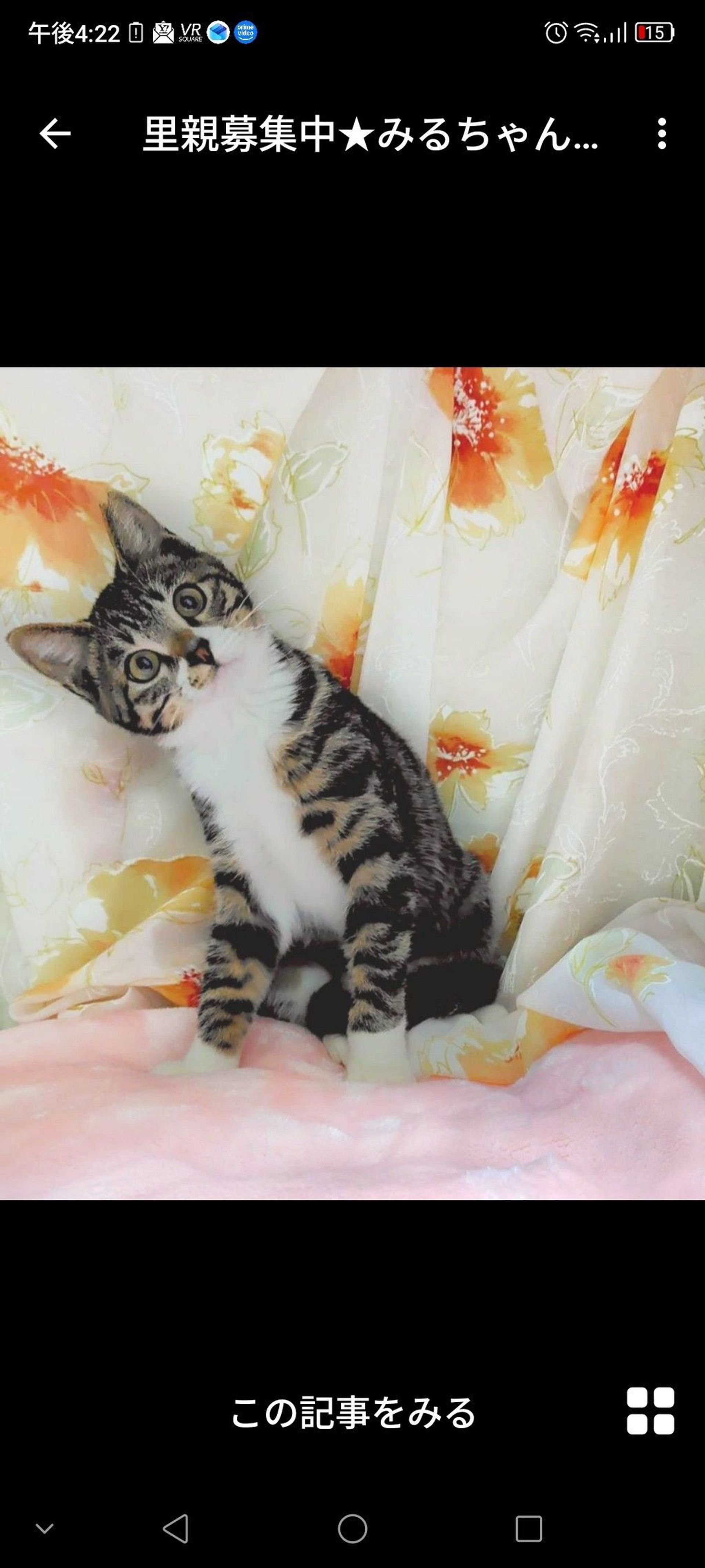 雑種（ミックス猫）・メスの里親募集の写真