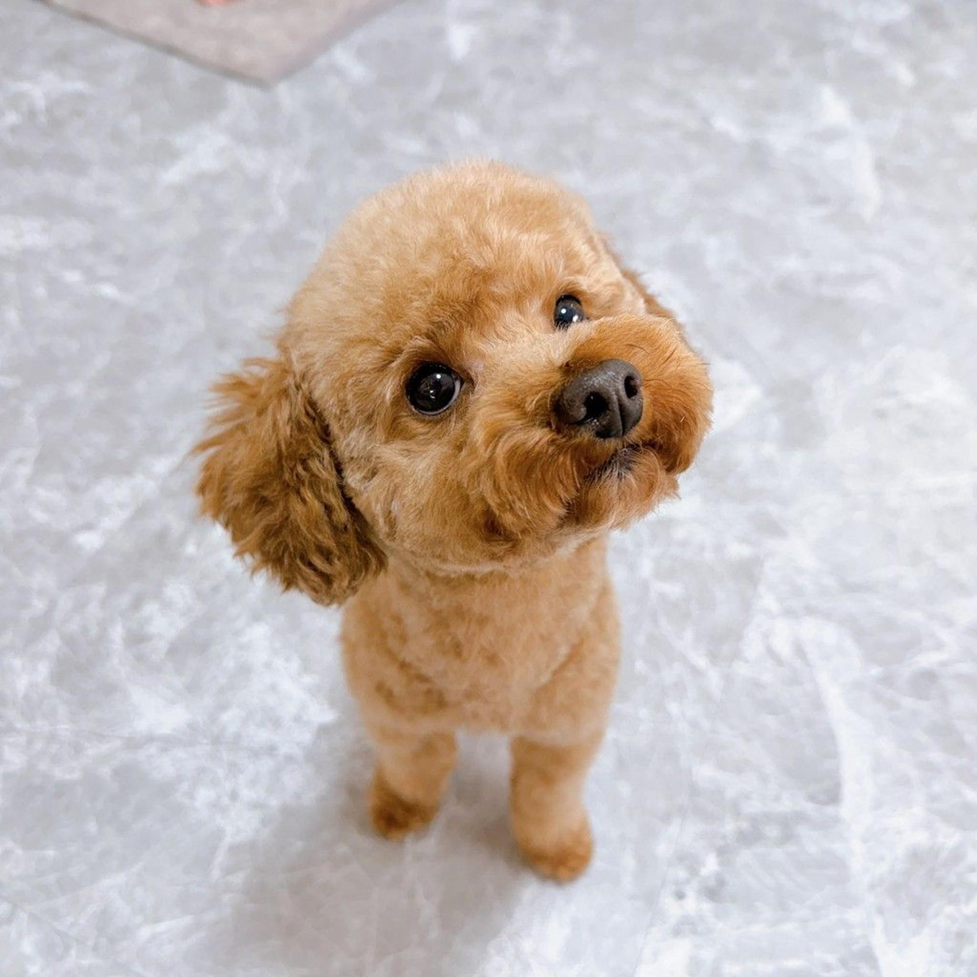 pet-image-2