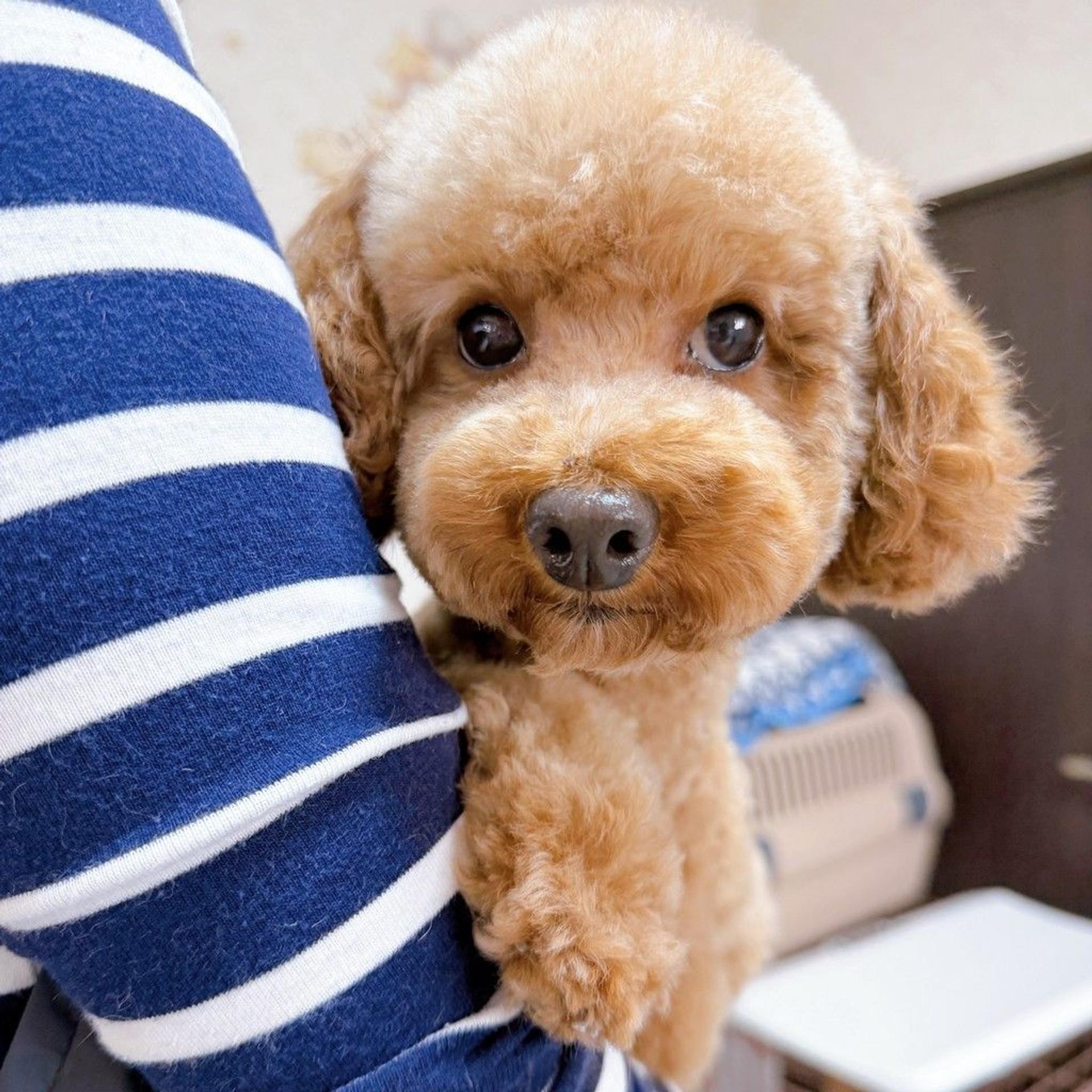 pet-image-3