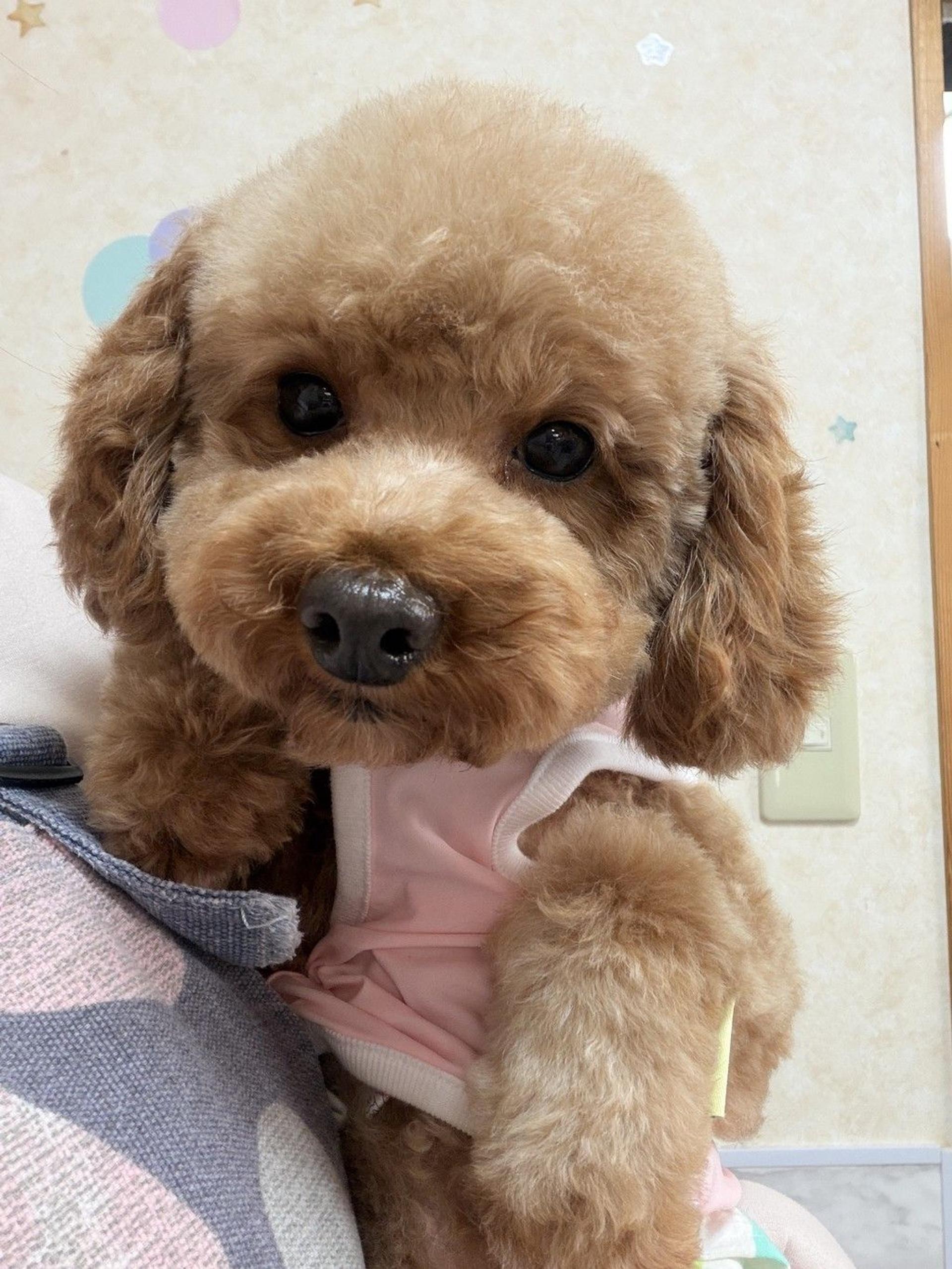 pet-image-4