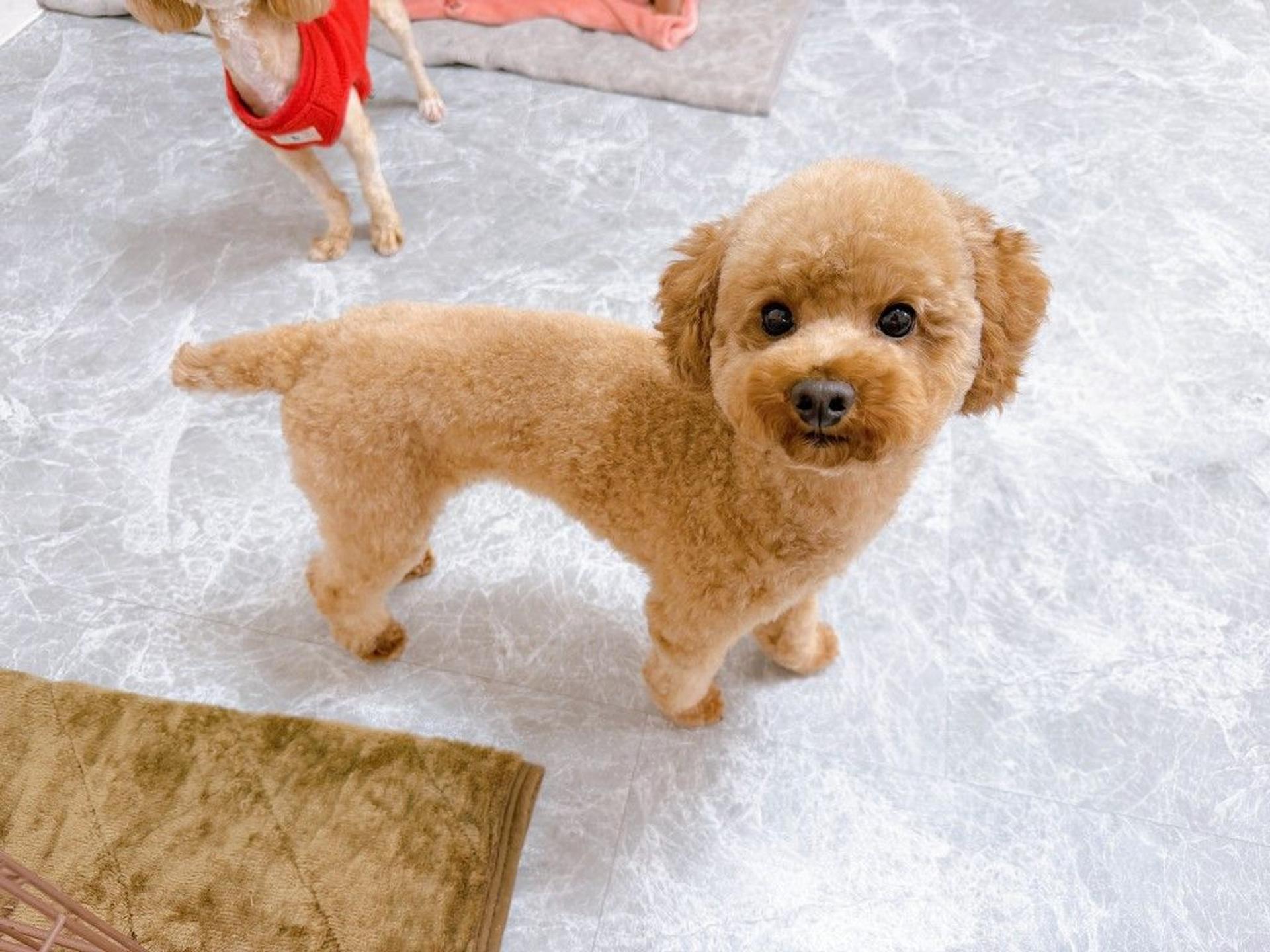 pet-image-5