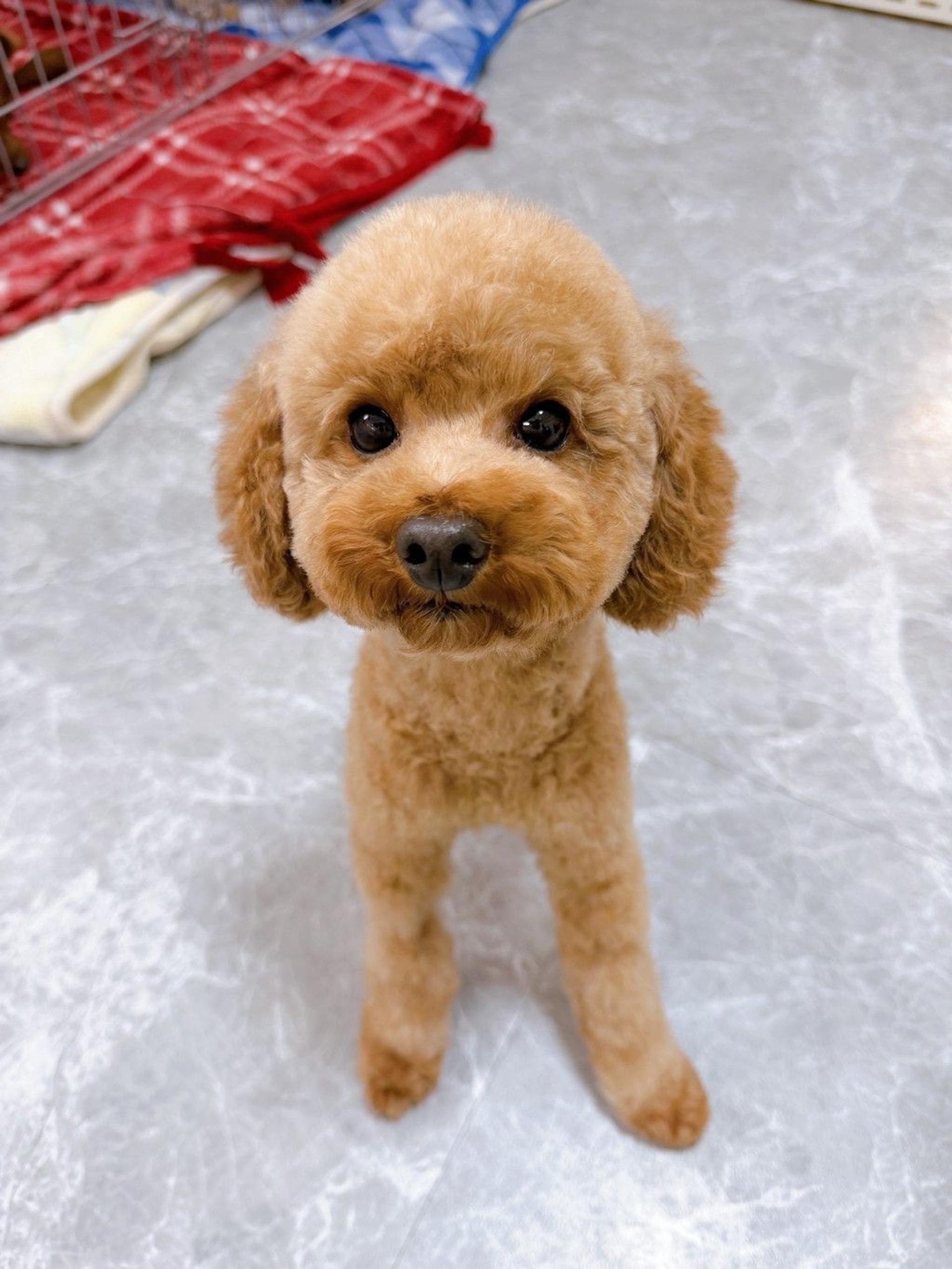 pet-image-7