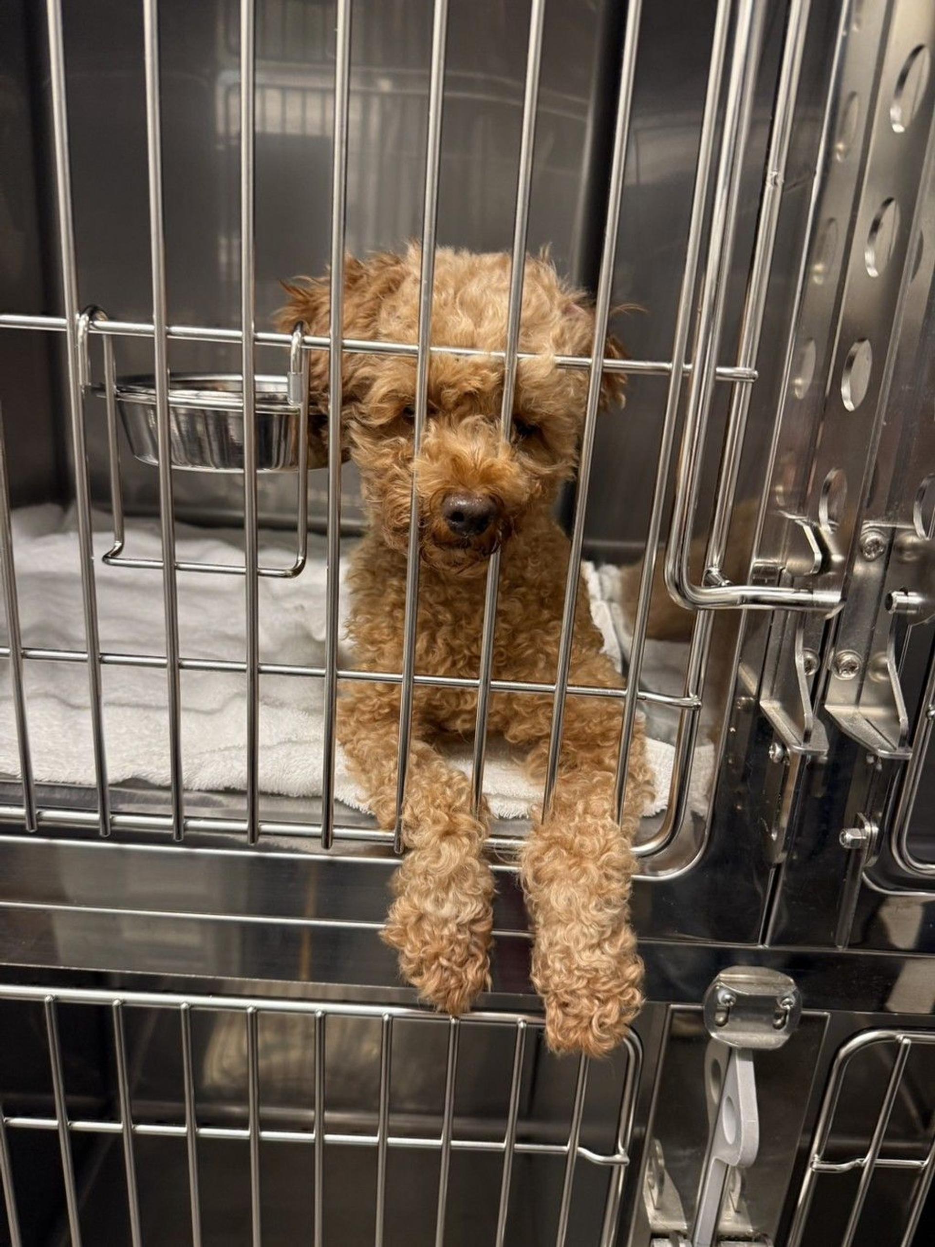 pet-image-9