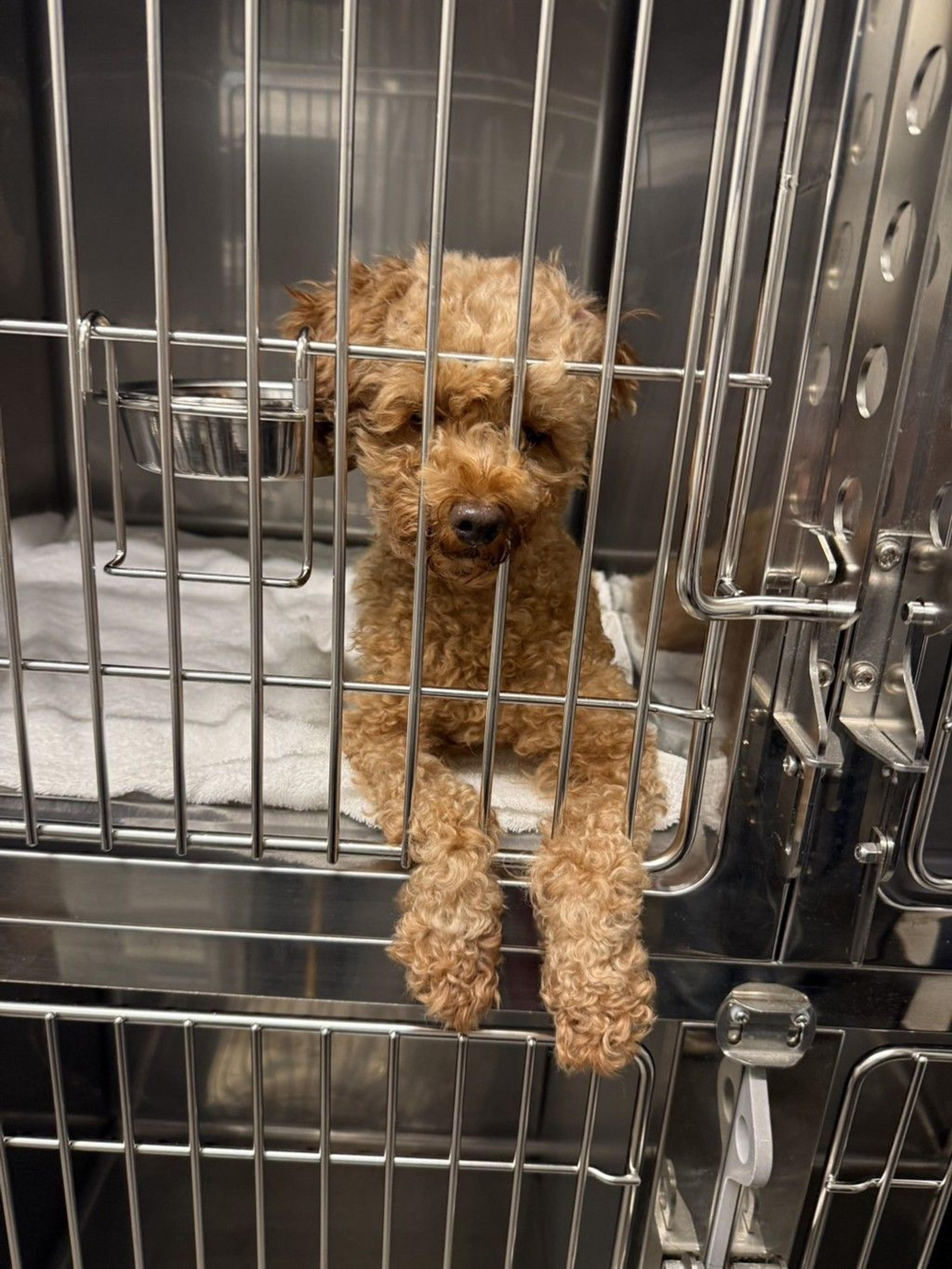 pet-image-9