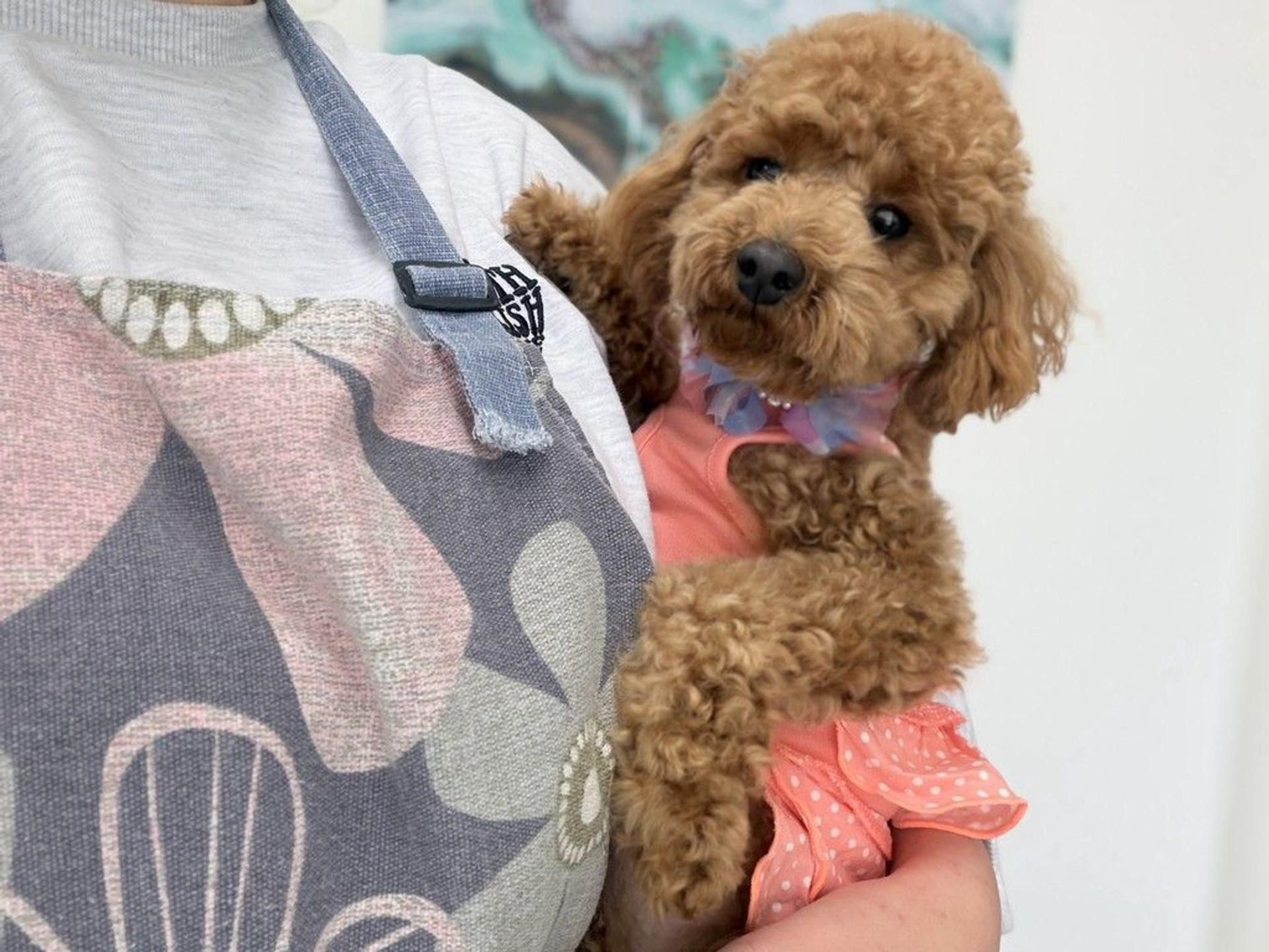 pet-image-4