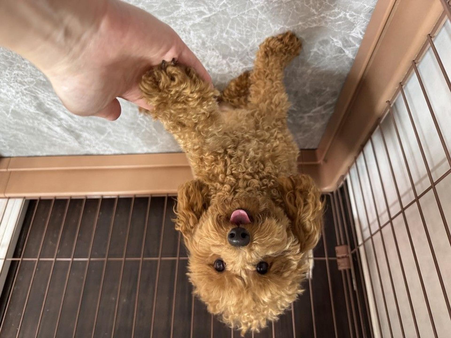 pet-image-7