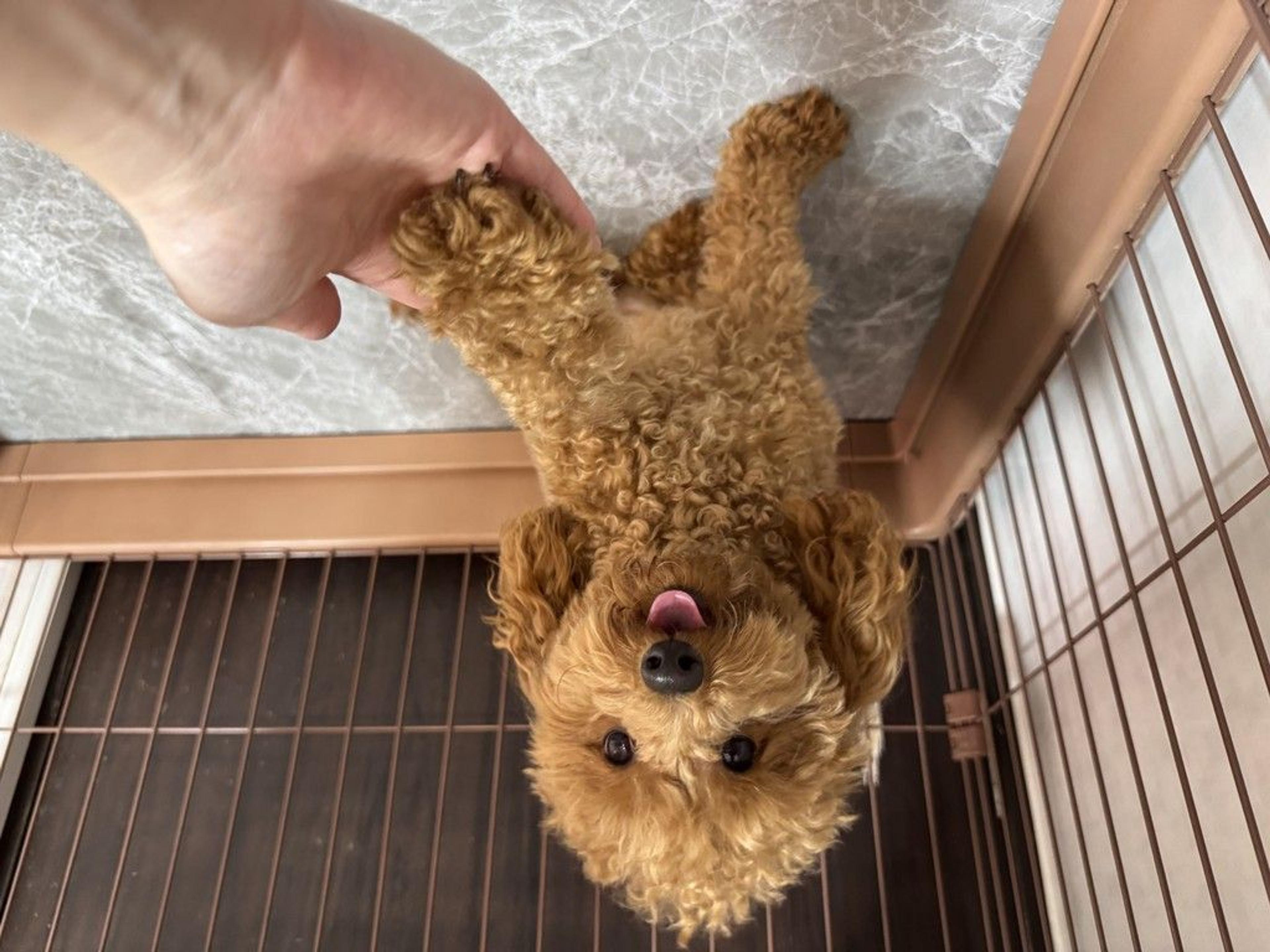pet-image-7