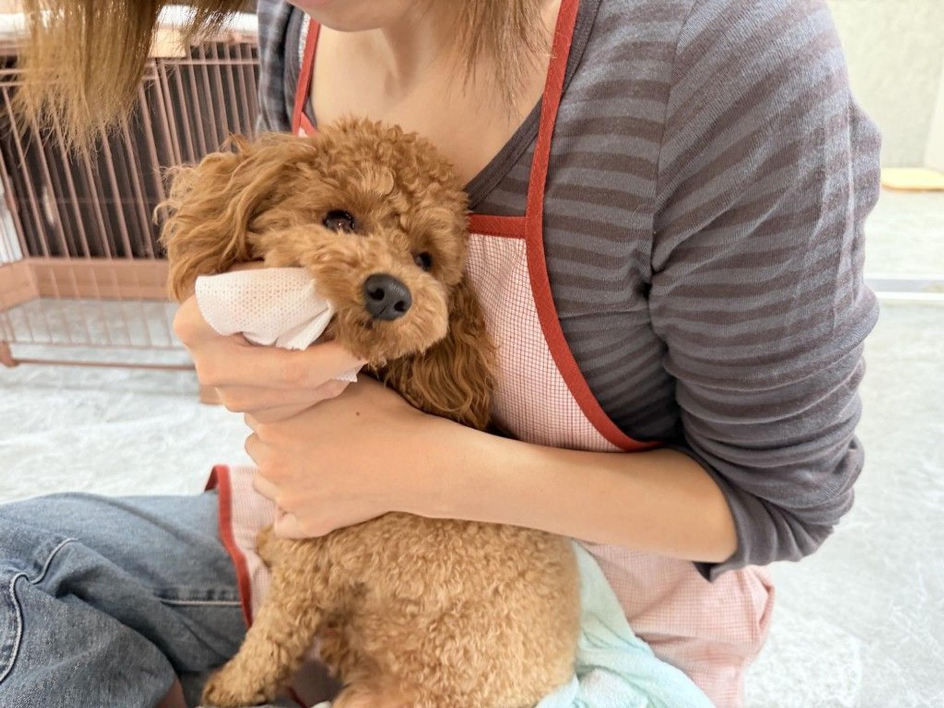 pet-image-8