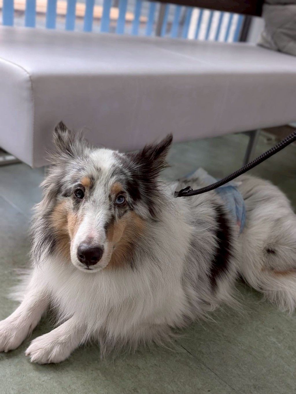 脳が休まる睡眠”を愛犬・愛猫に「NOMIN PET BED」発売【PETOKOTO NEWS