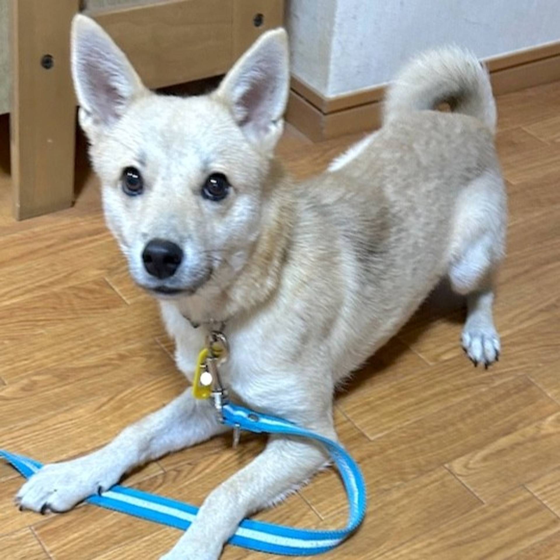 雑種（ミックス犬）・オスの里親募集の写真