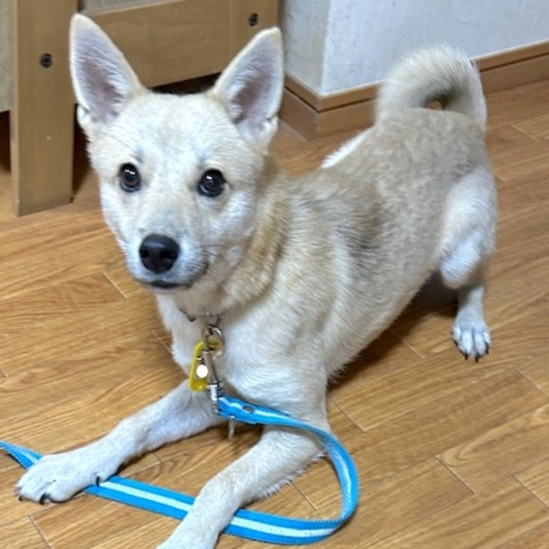 雑種（ミックス犬）・オスの里親募集の写真