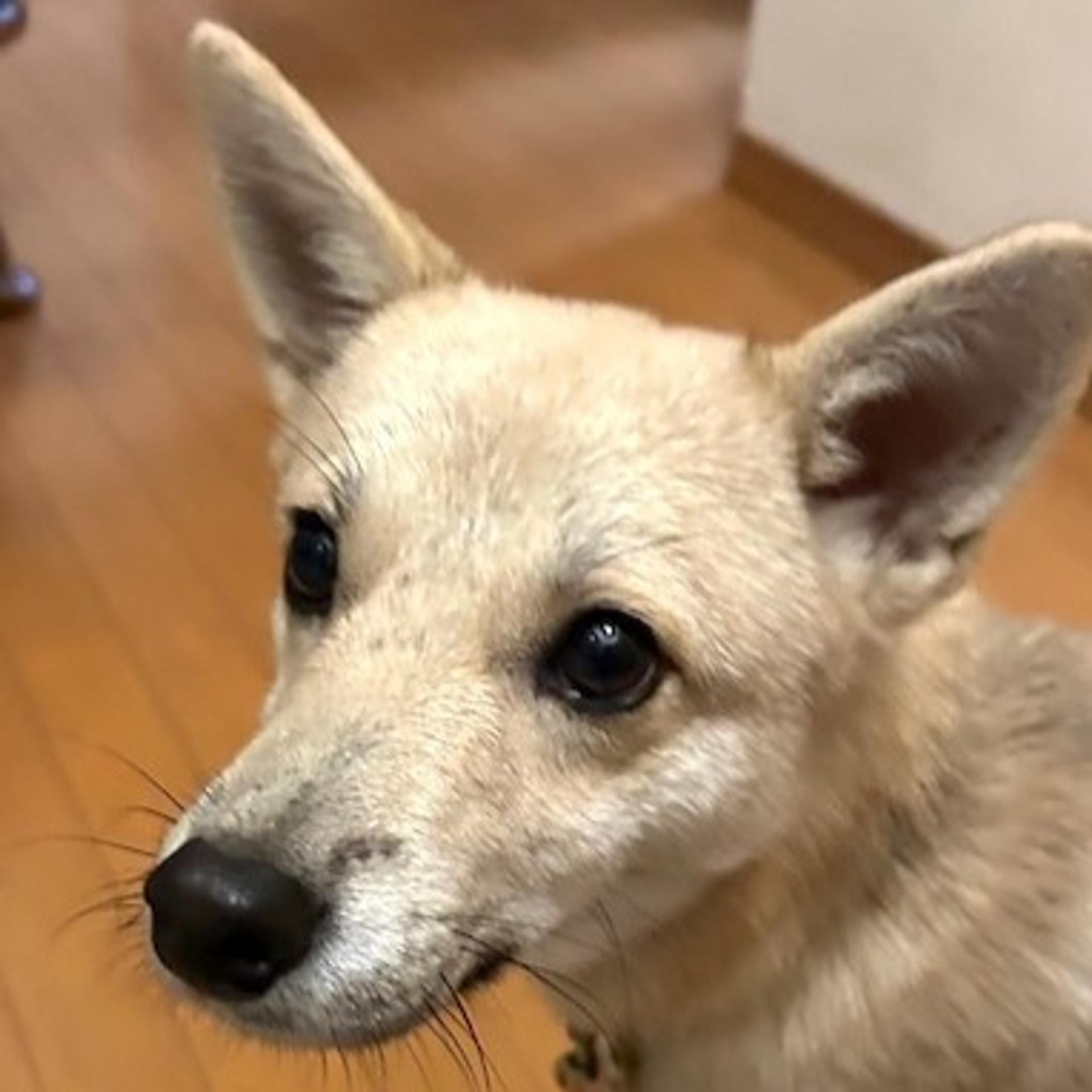 pet-image-2