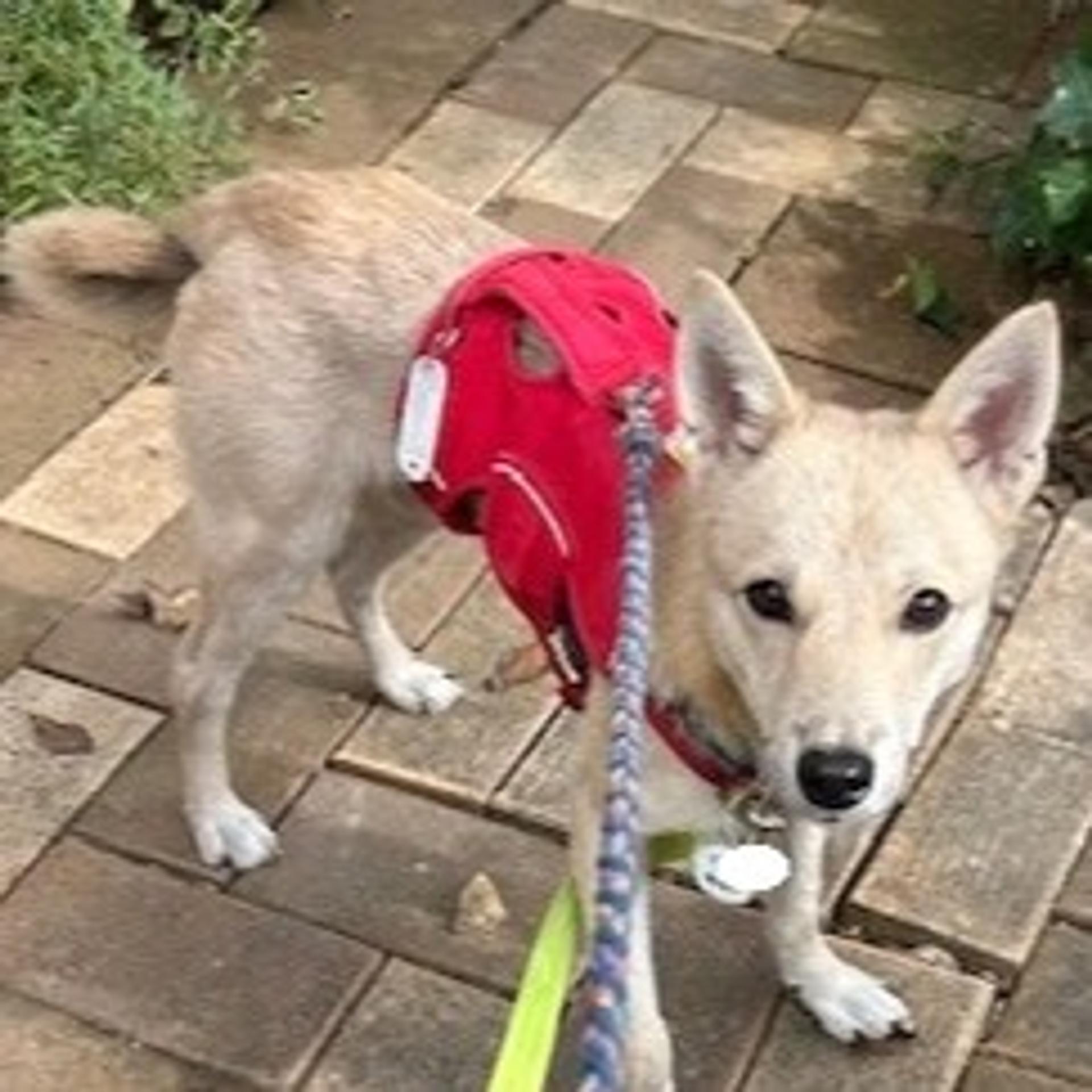 pet-image-4