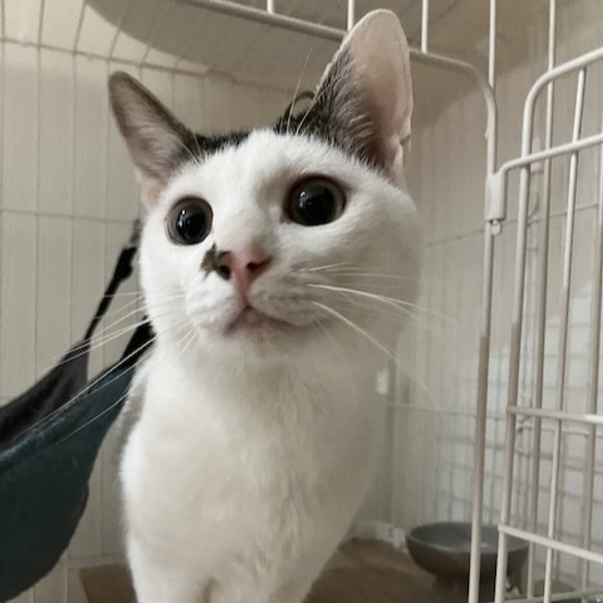 雑種（ミックス猫）・オスの里親募集の写真