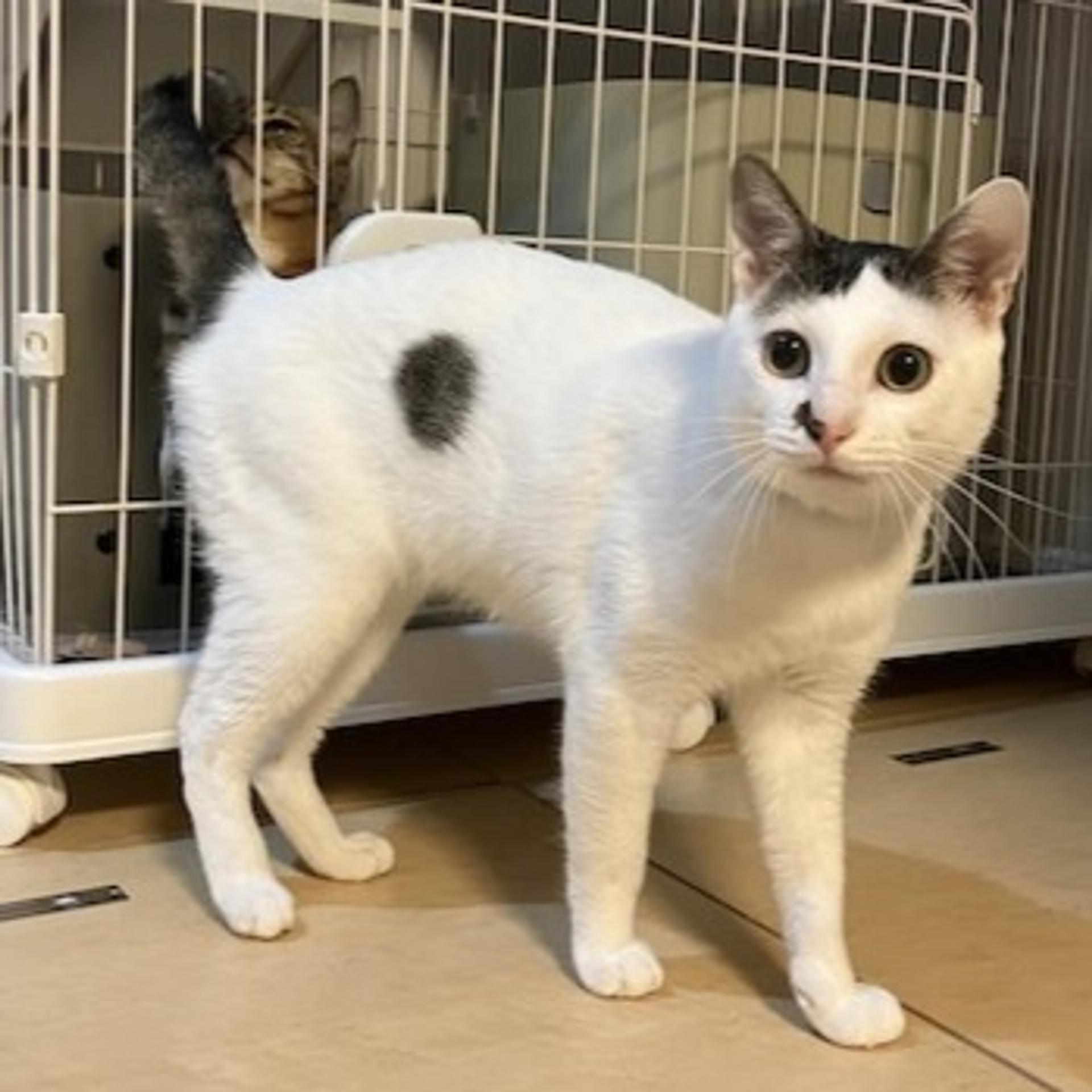 pet-image-2