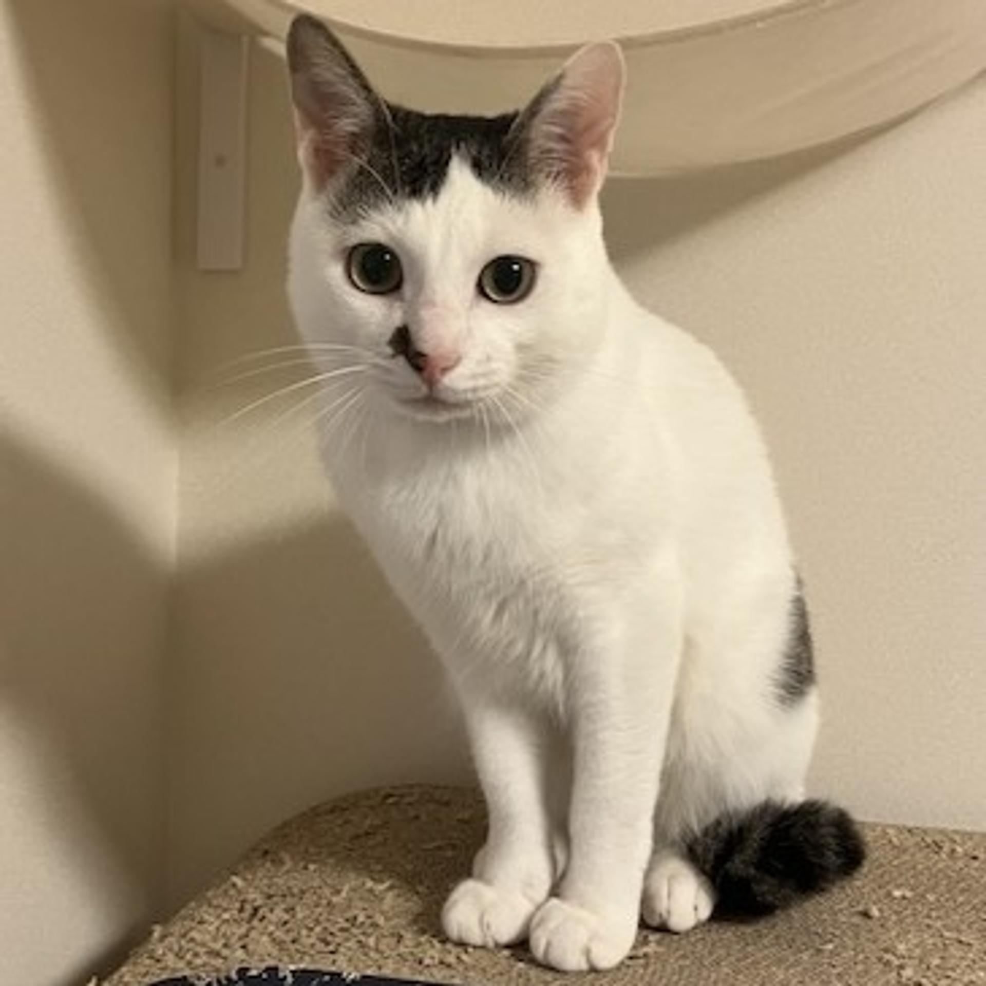 pet-image-3