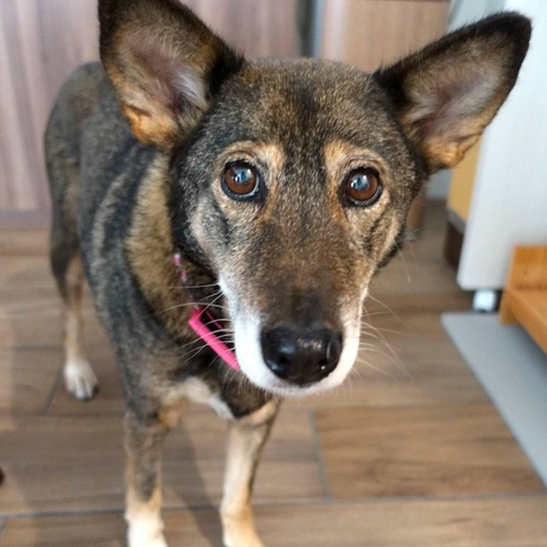 雑種（ミックス犬）・メスの里親募集の写真
