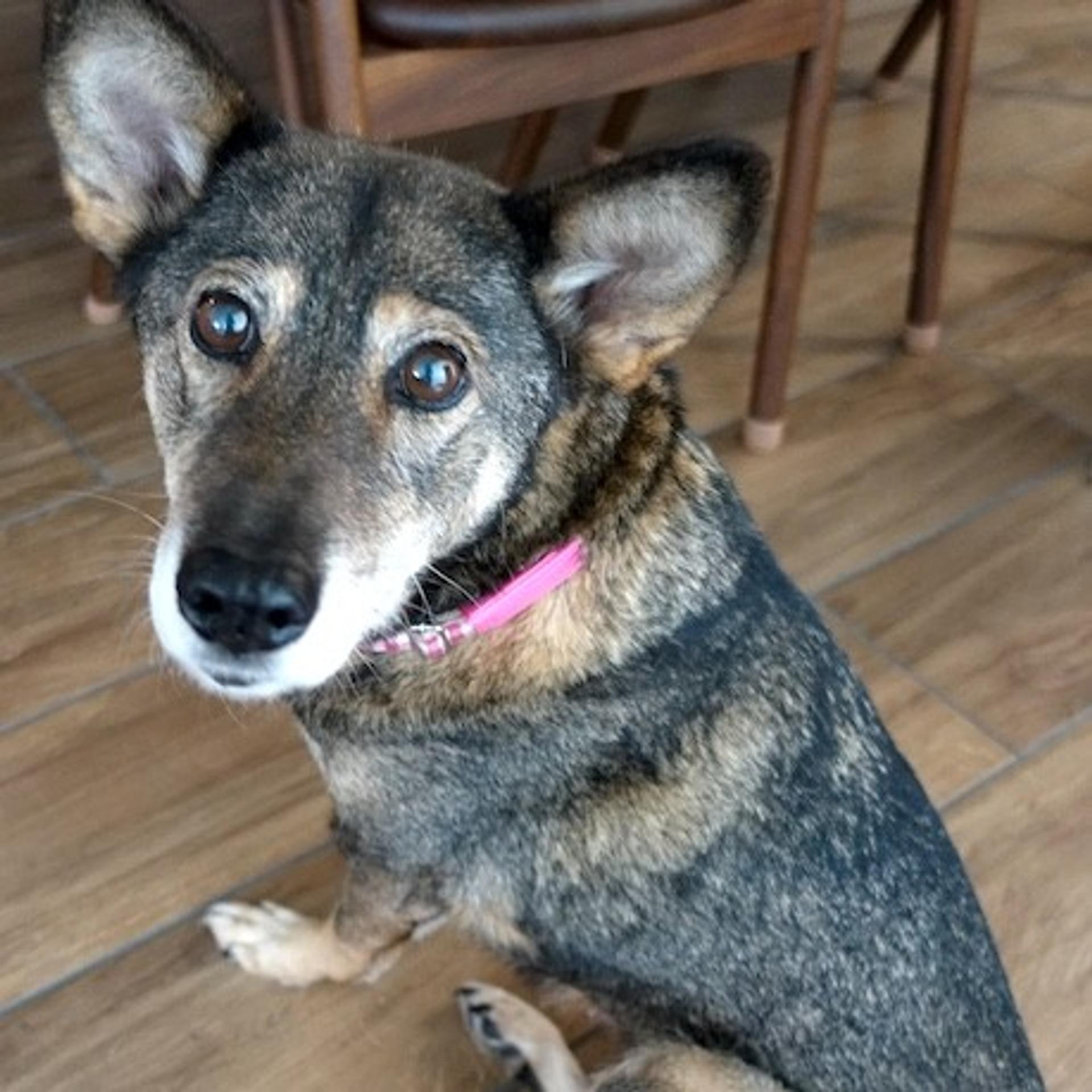 pet-image-2