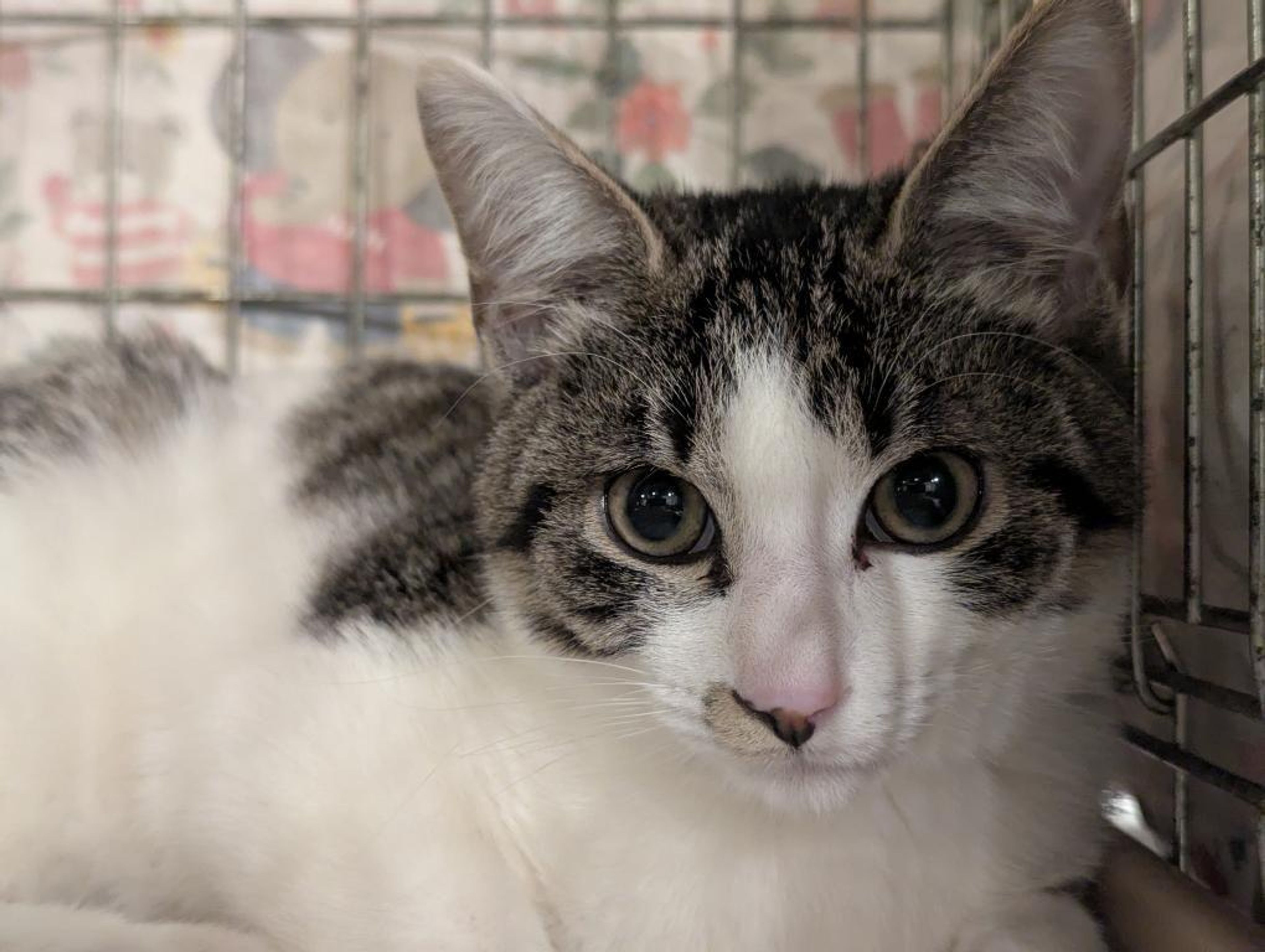 雑種（ミックス猫）・オスの里親募集の写真