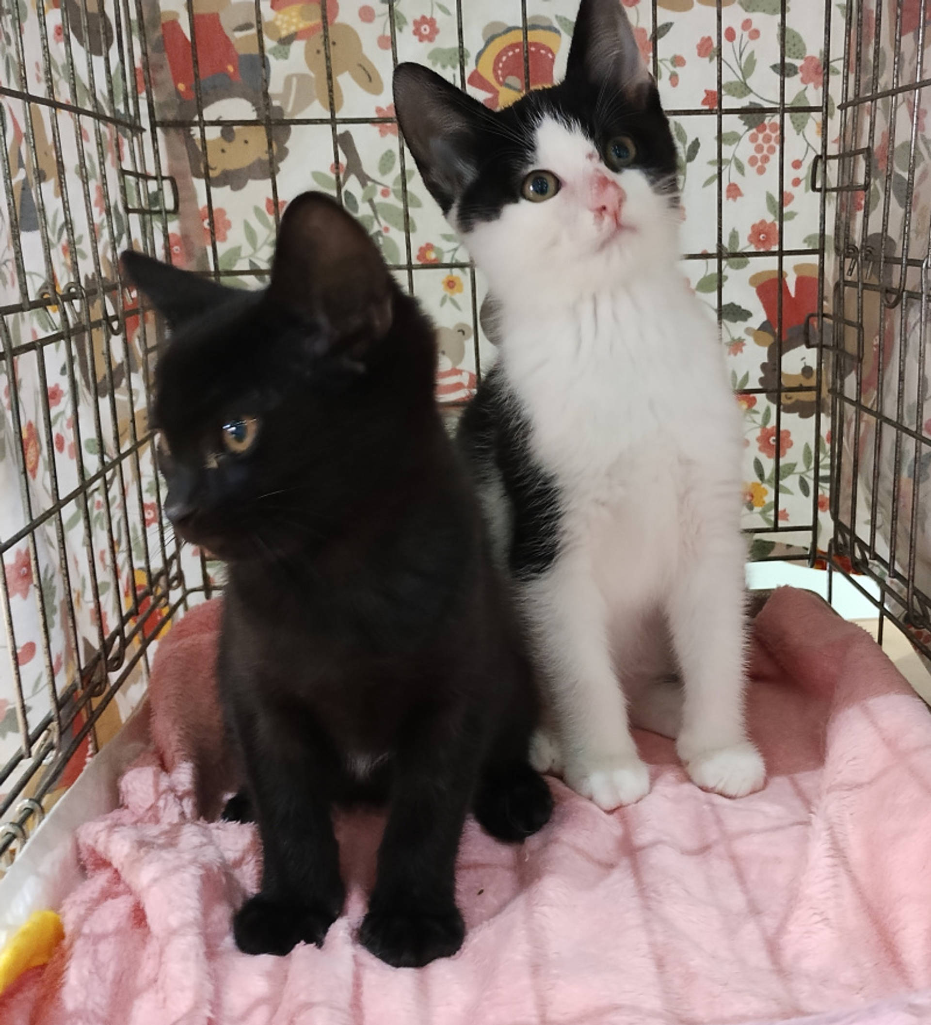 雑種（ミックス猫）・オスの里親募集の写真