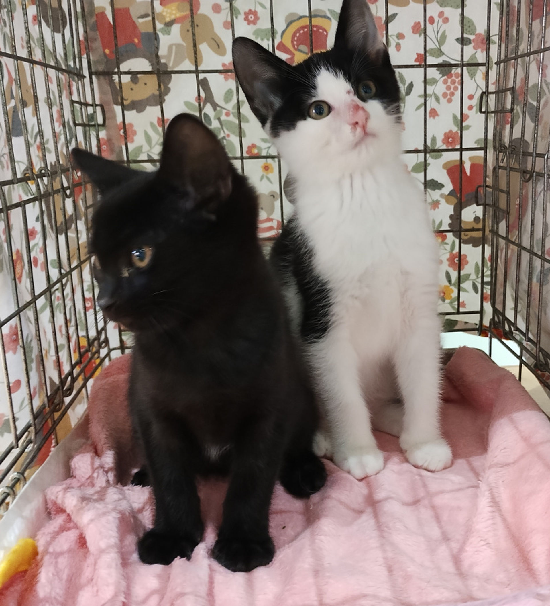 雑種（ミックス猫）・オスの里親募集の写真