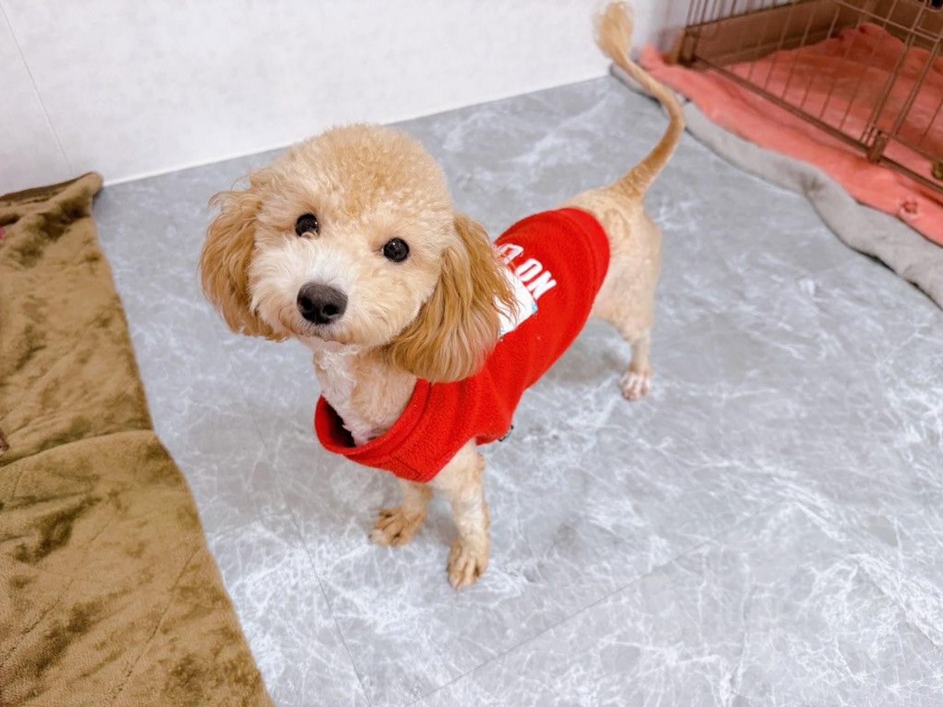 pet-image-2
