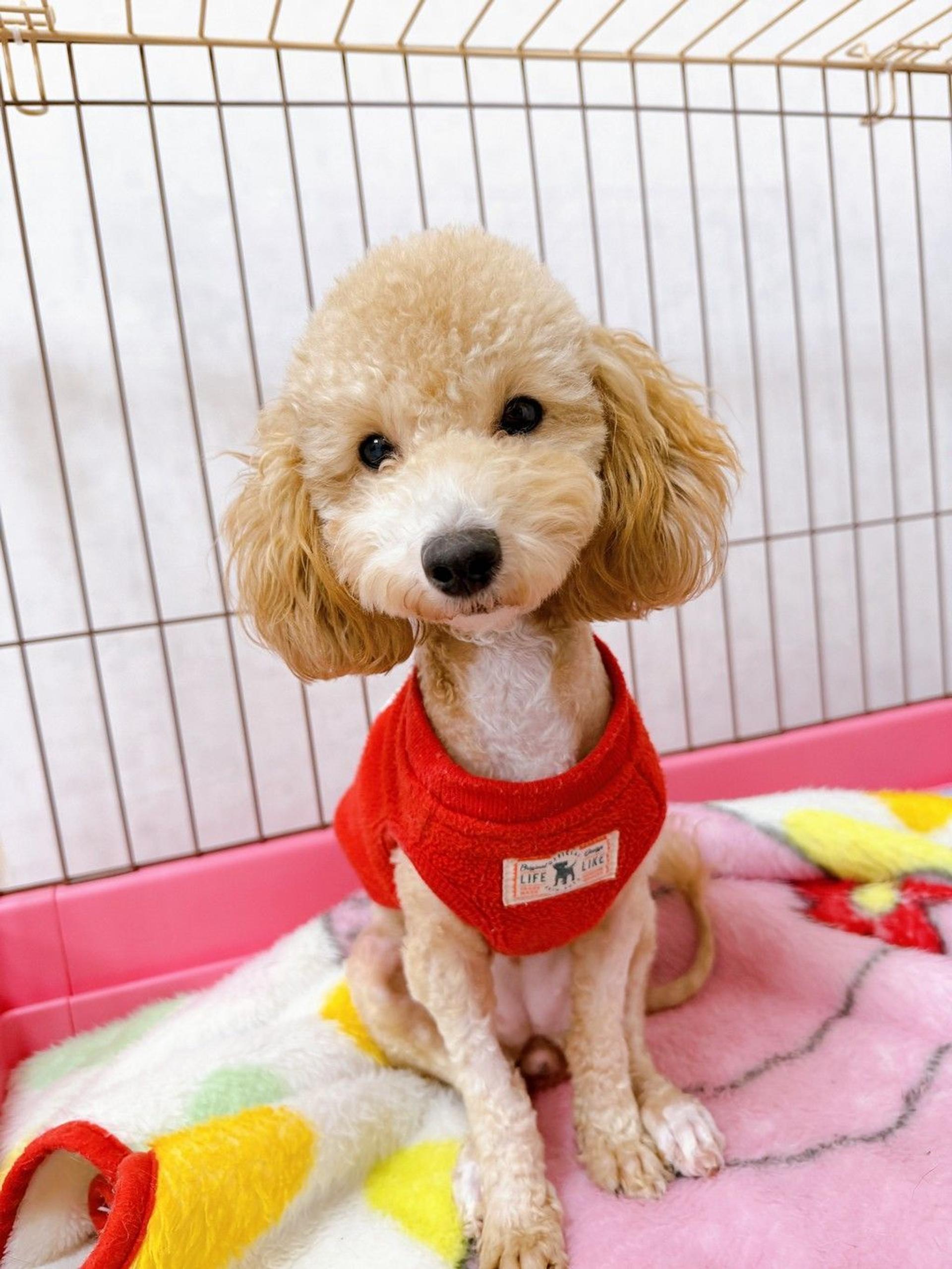 pet-image-3