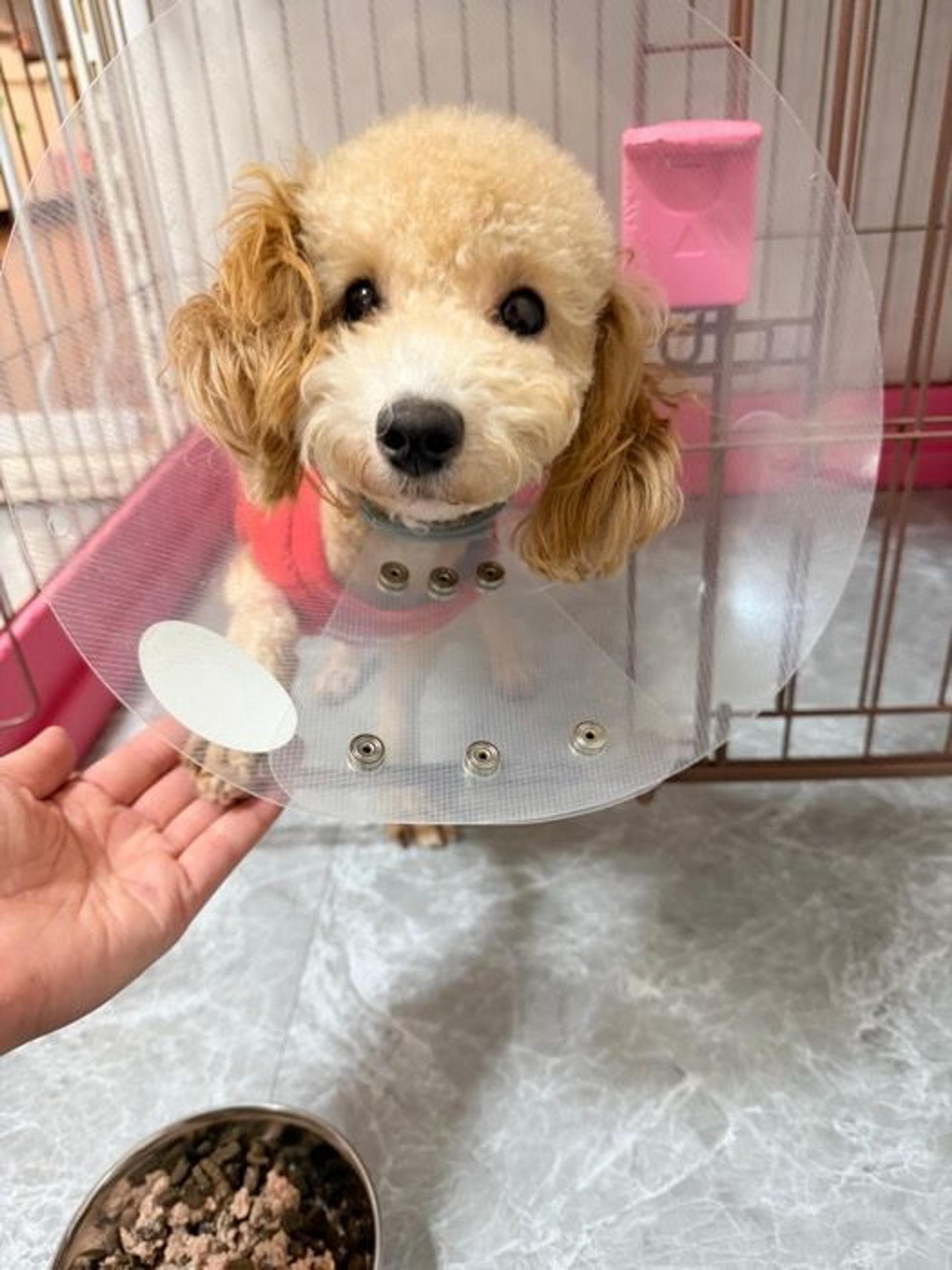 pet-image-6