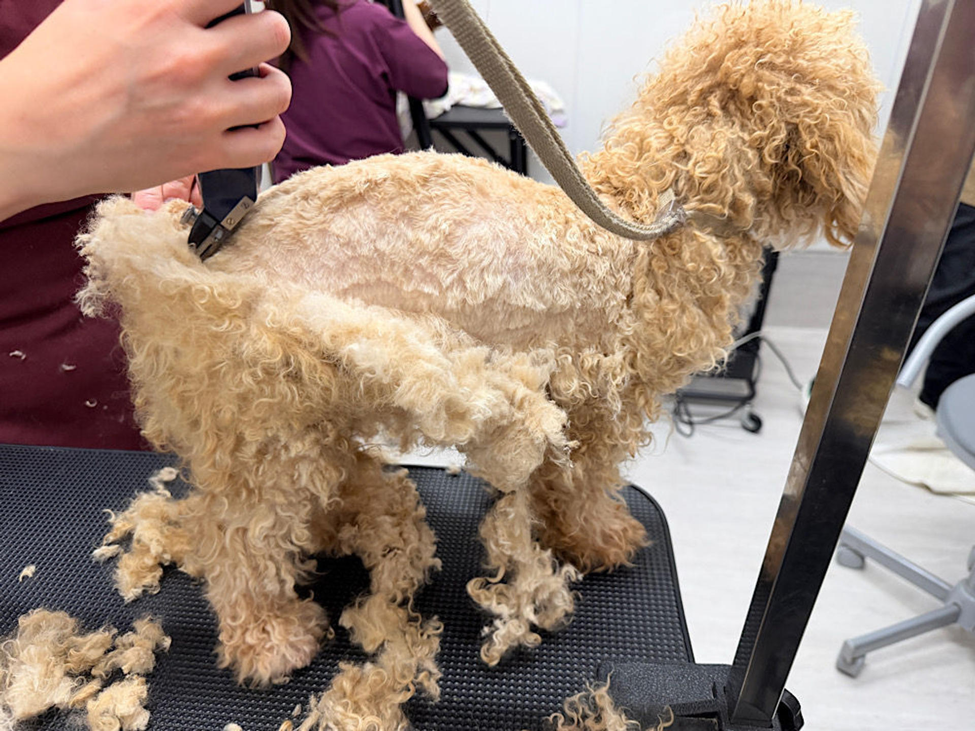 pet-image-8