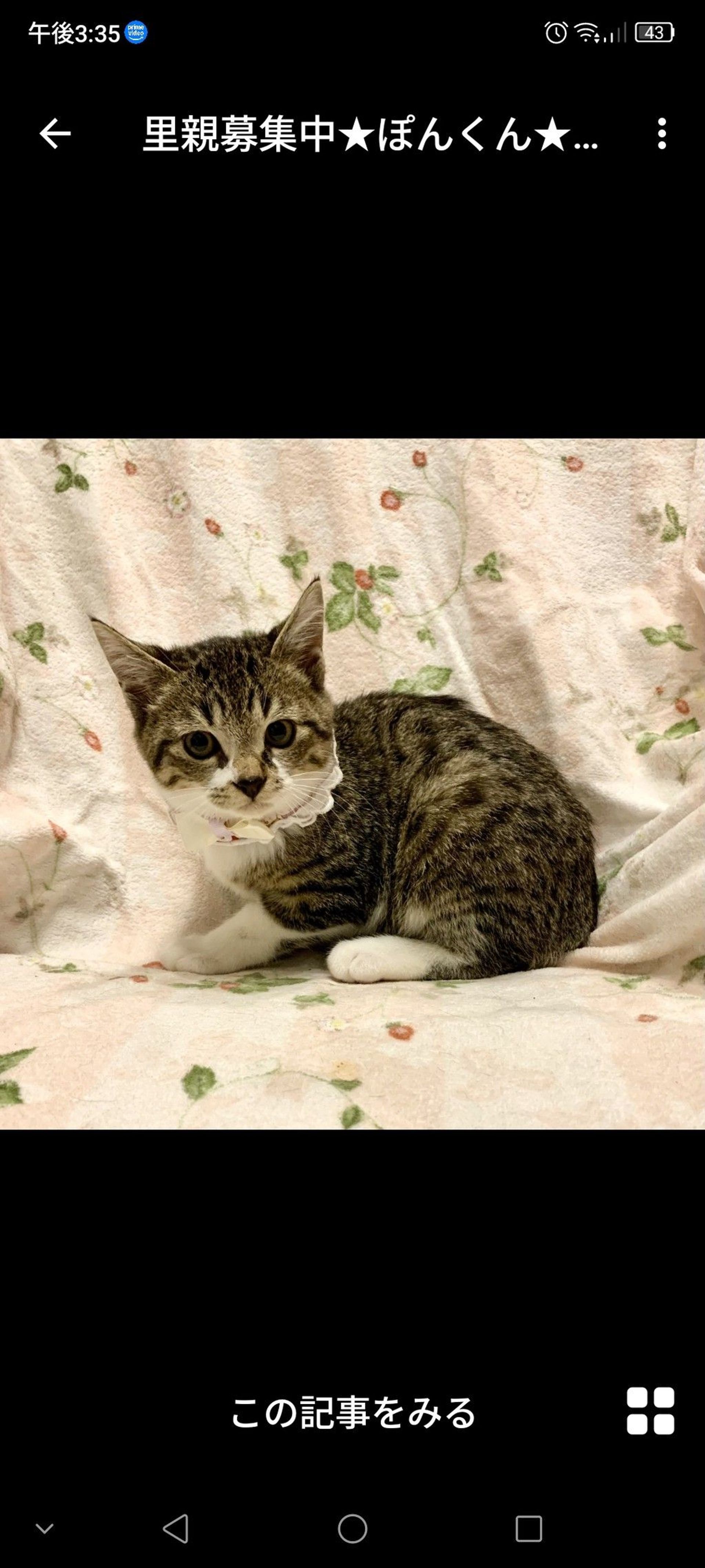 雑種（ミックス猫）・オスの里親募集の写真