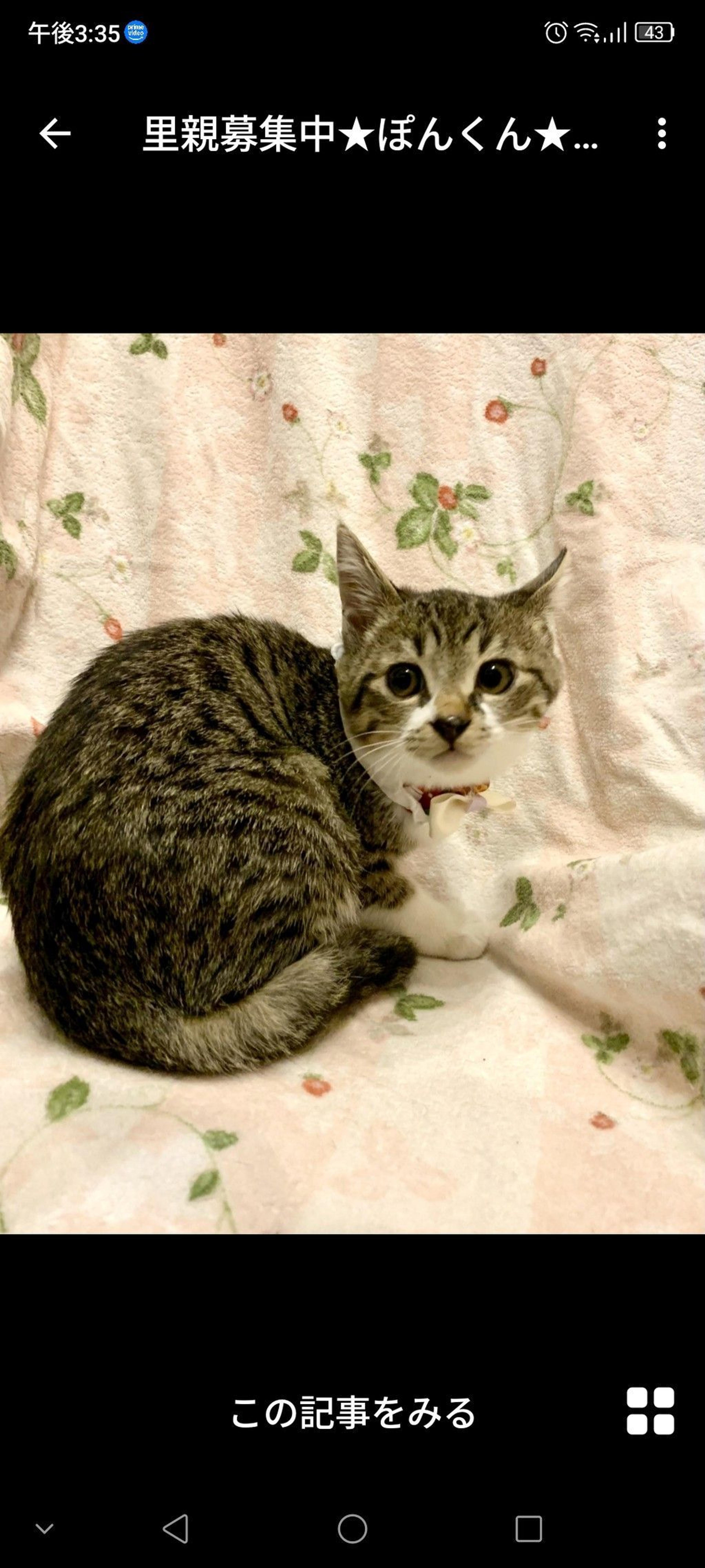 pet-image-2