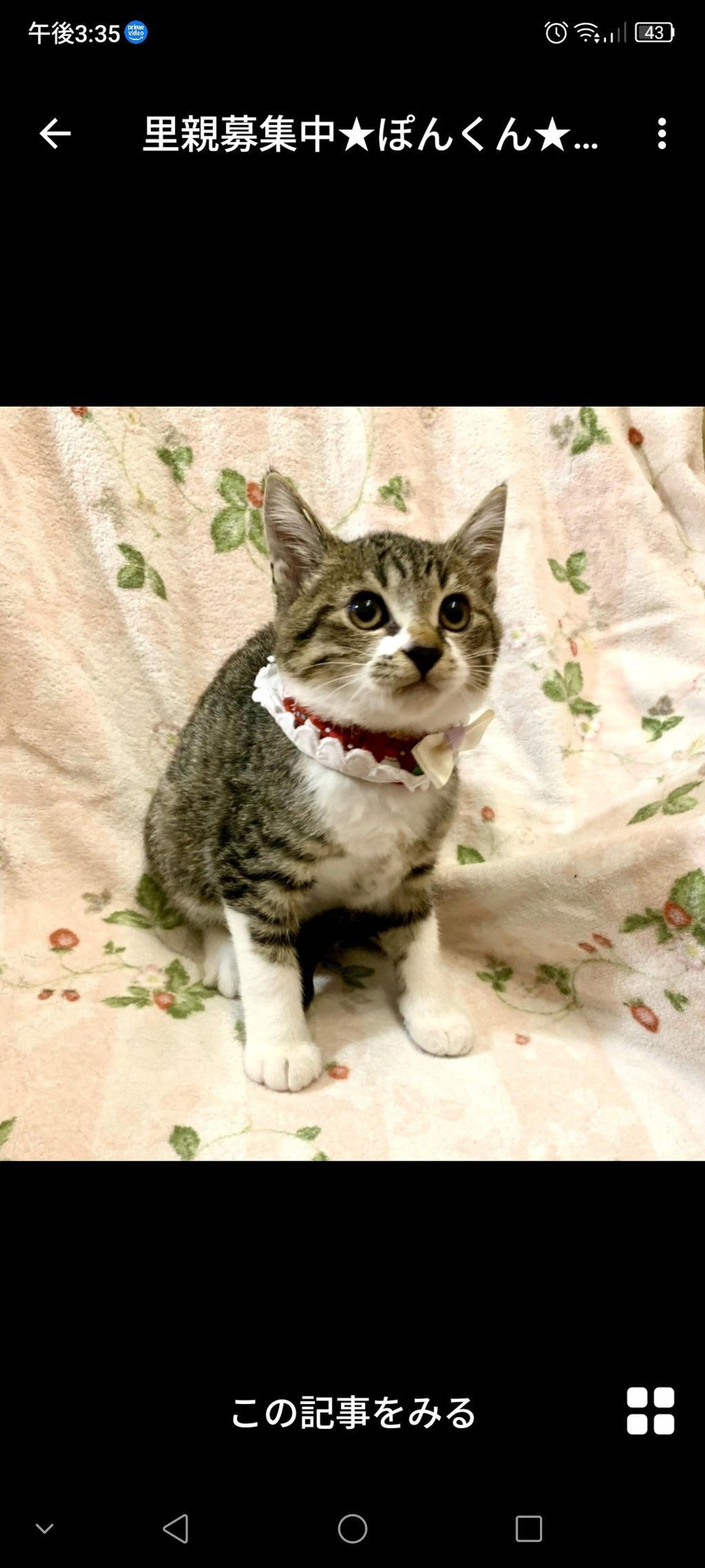 pet-image-3