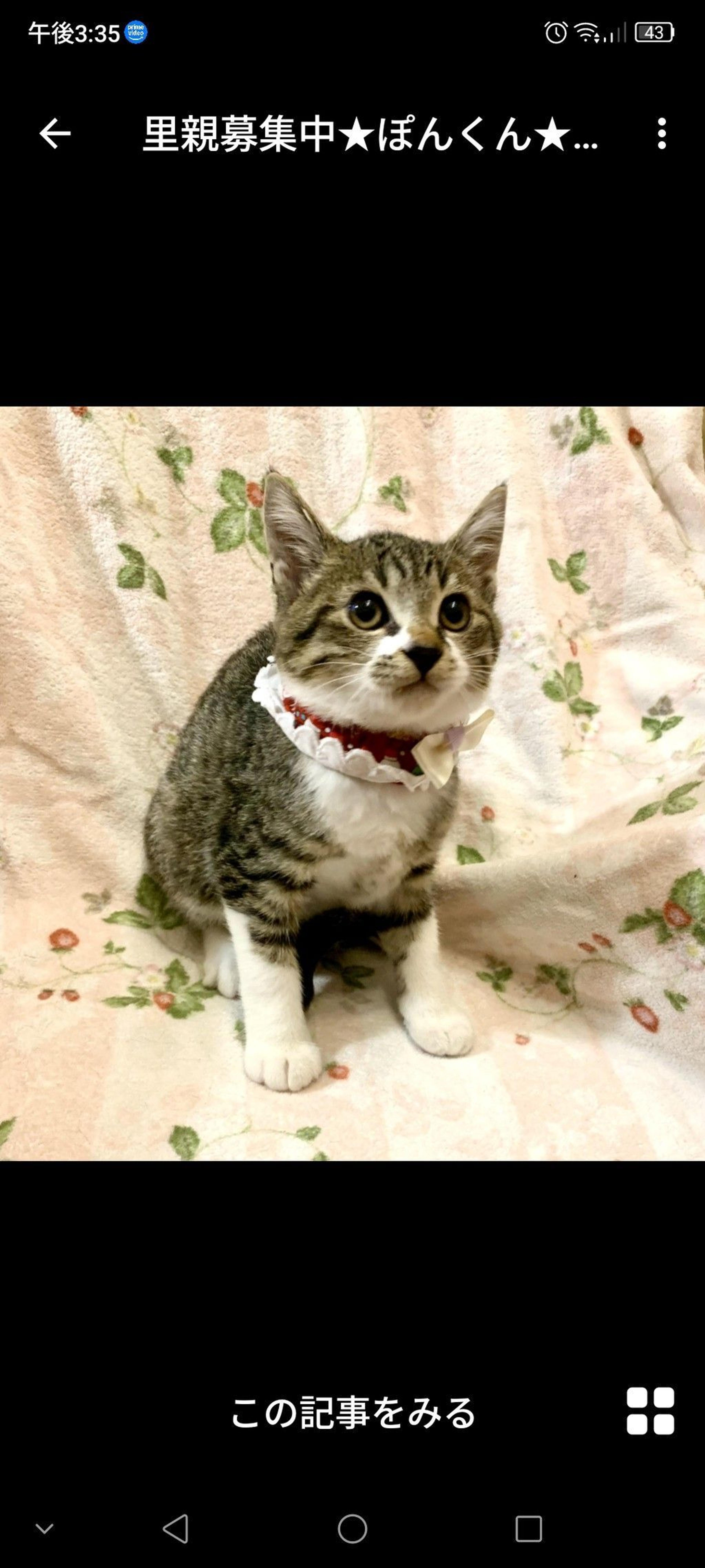 pet-image-3