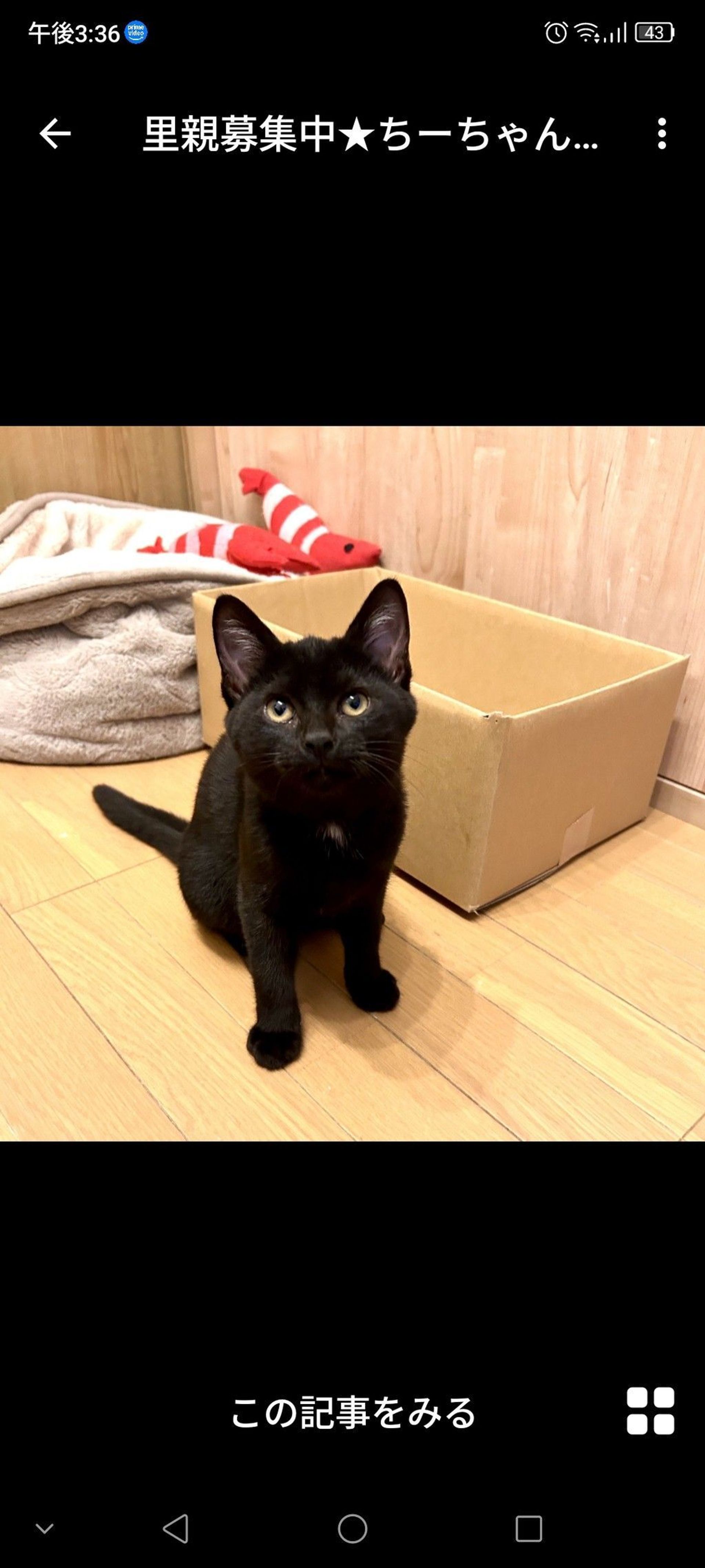 雑種（ミックス猫）・メスの里親募集の写真