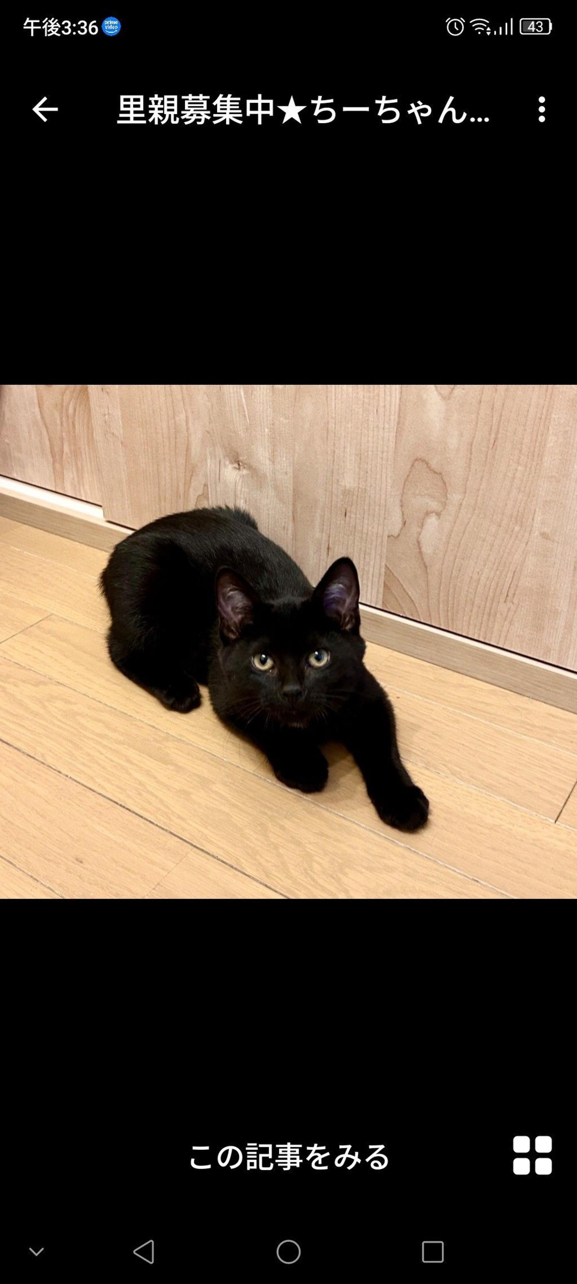 pet-image-3