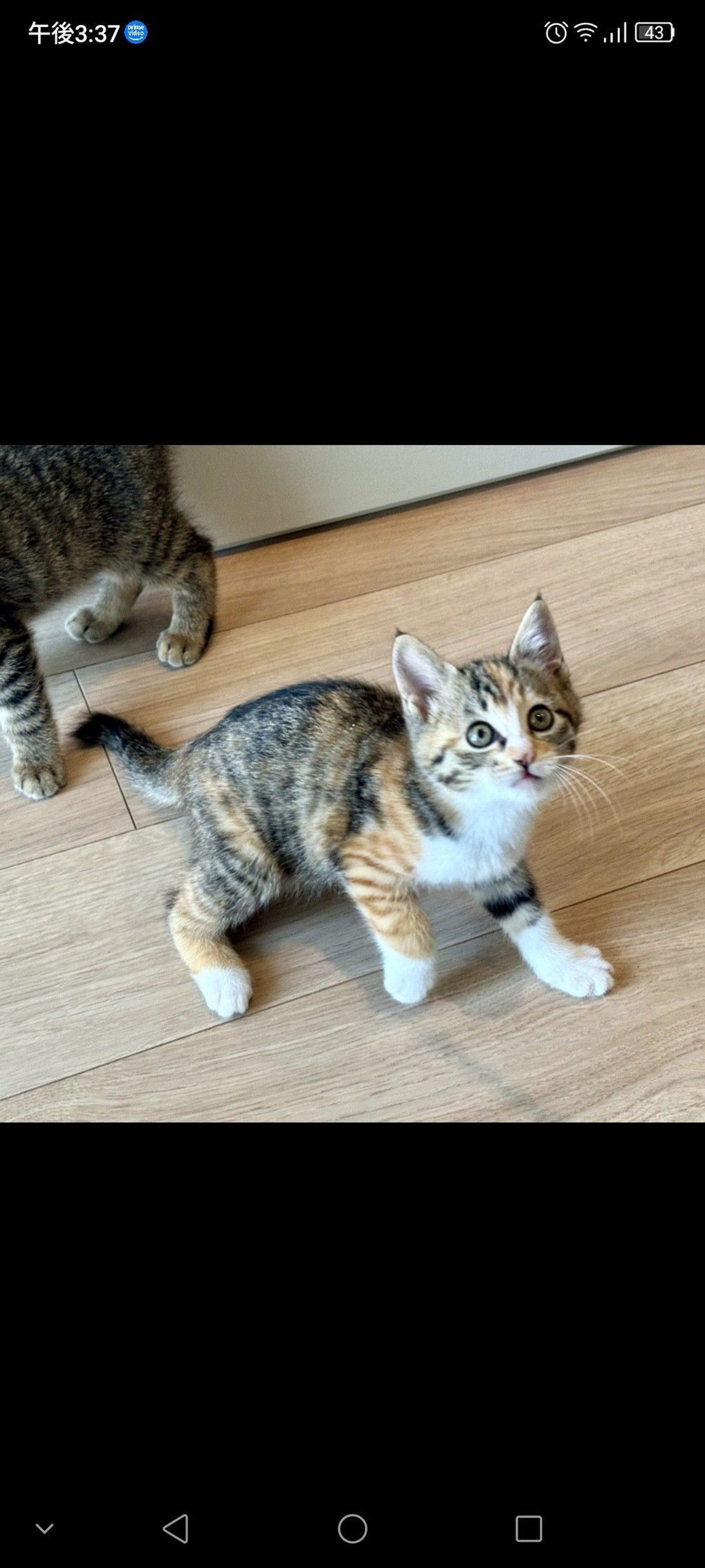 雑種（ミックス猫）・メスの里親募集の写真